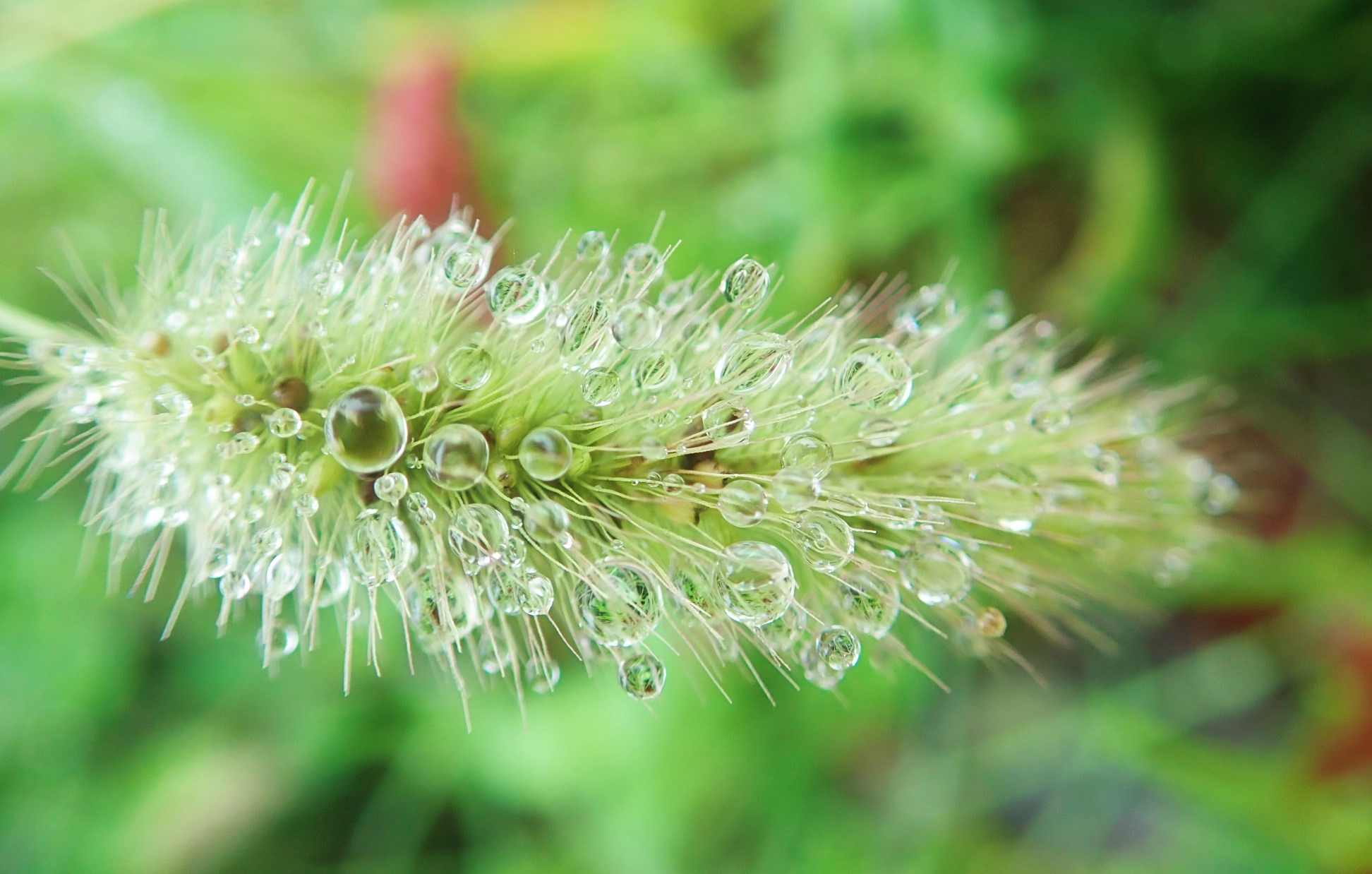 雨中狗尾巴草