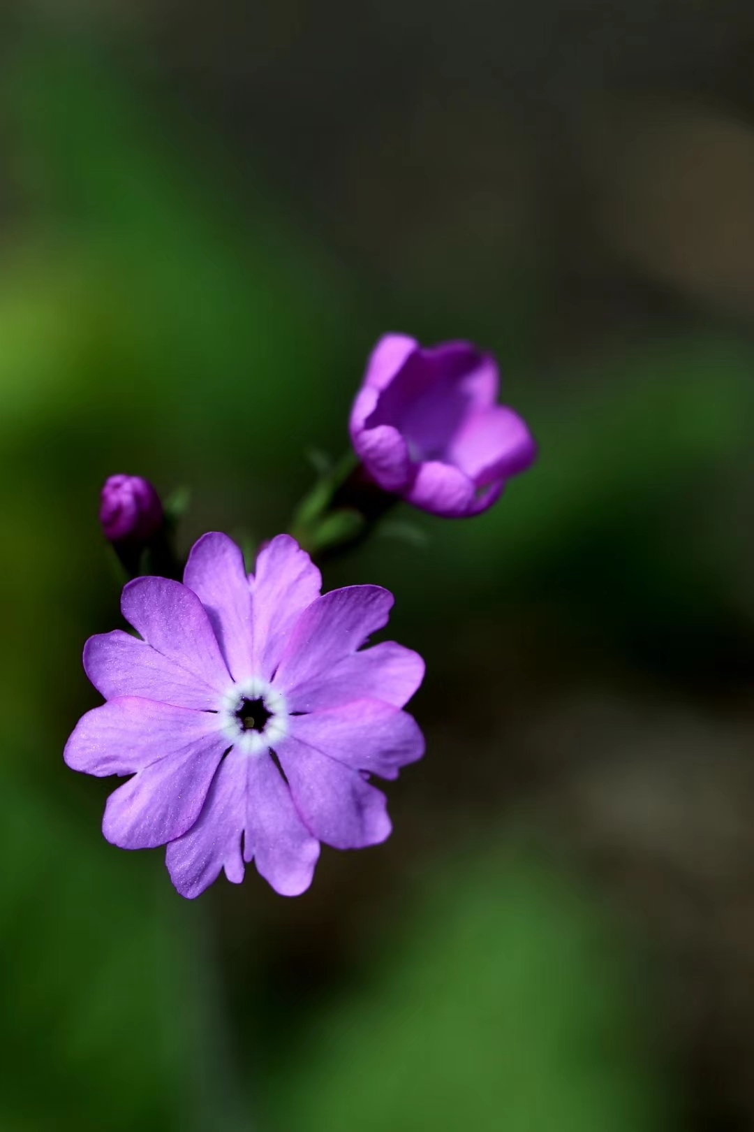 百花抒怀