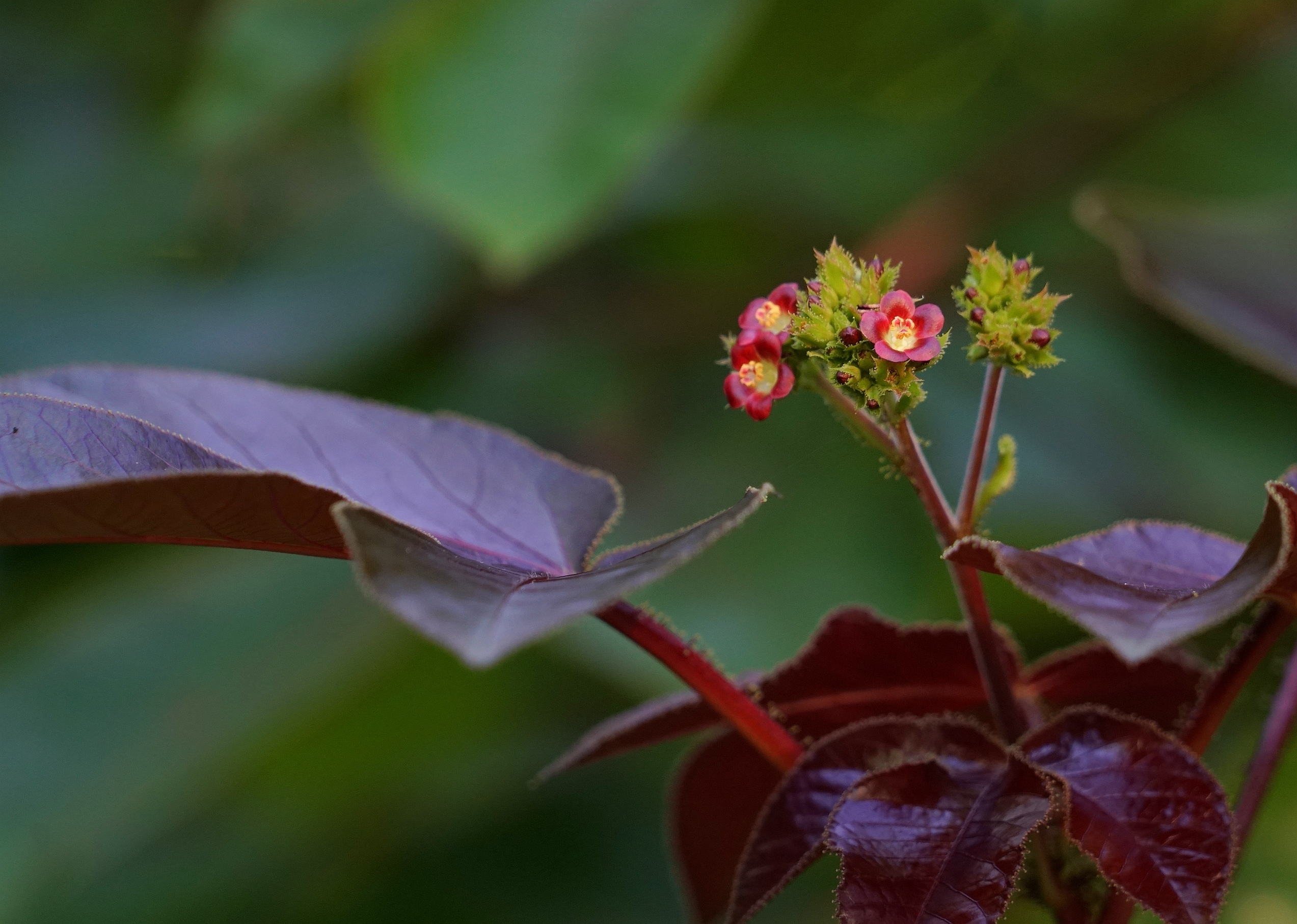 棉叶珊瑚花与果2