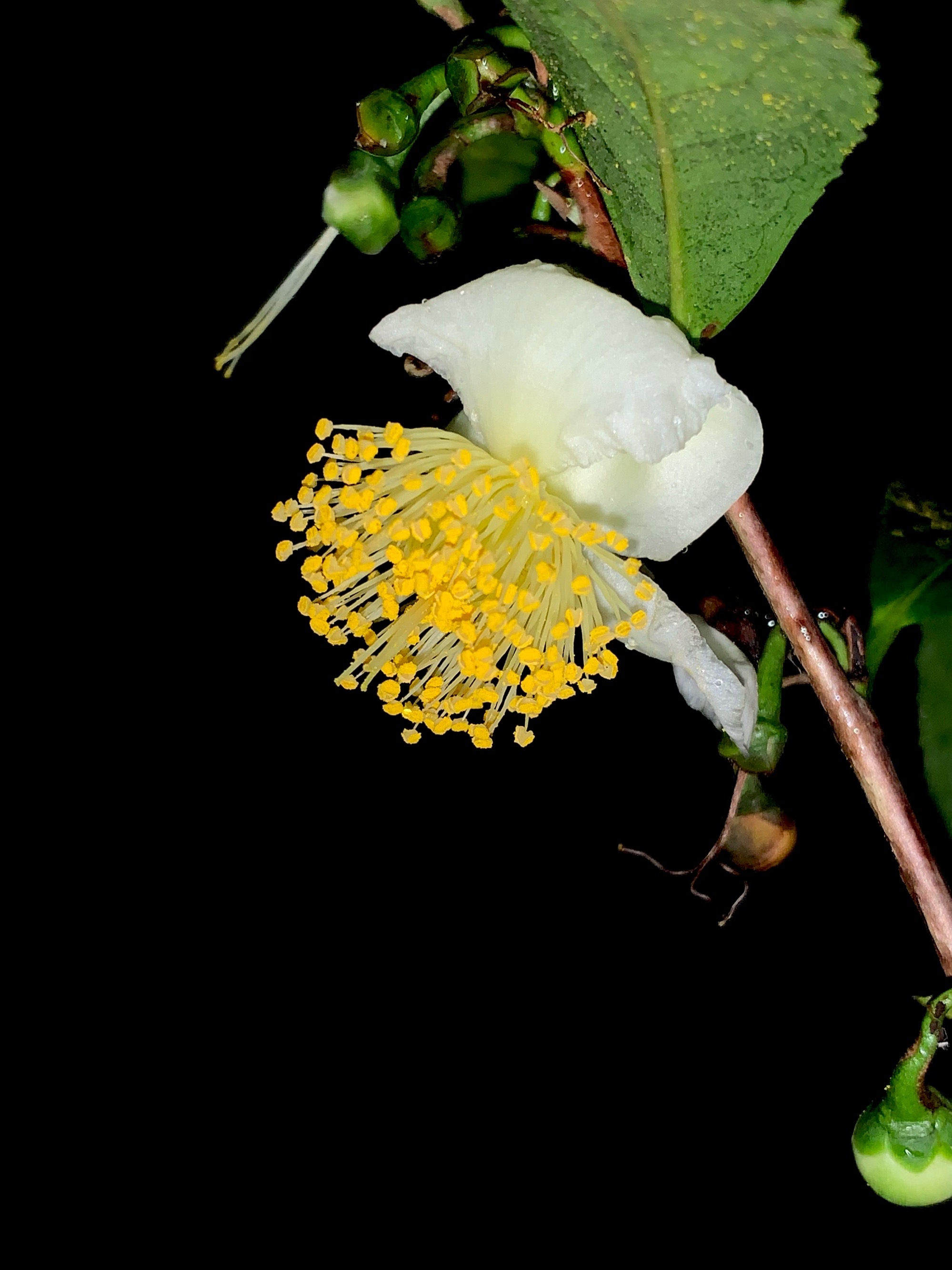 山茶花