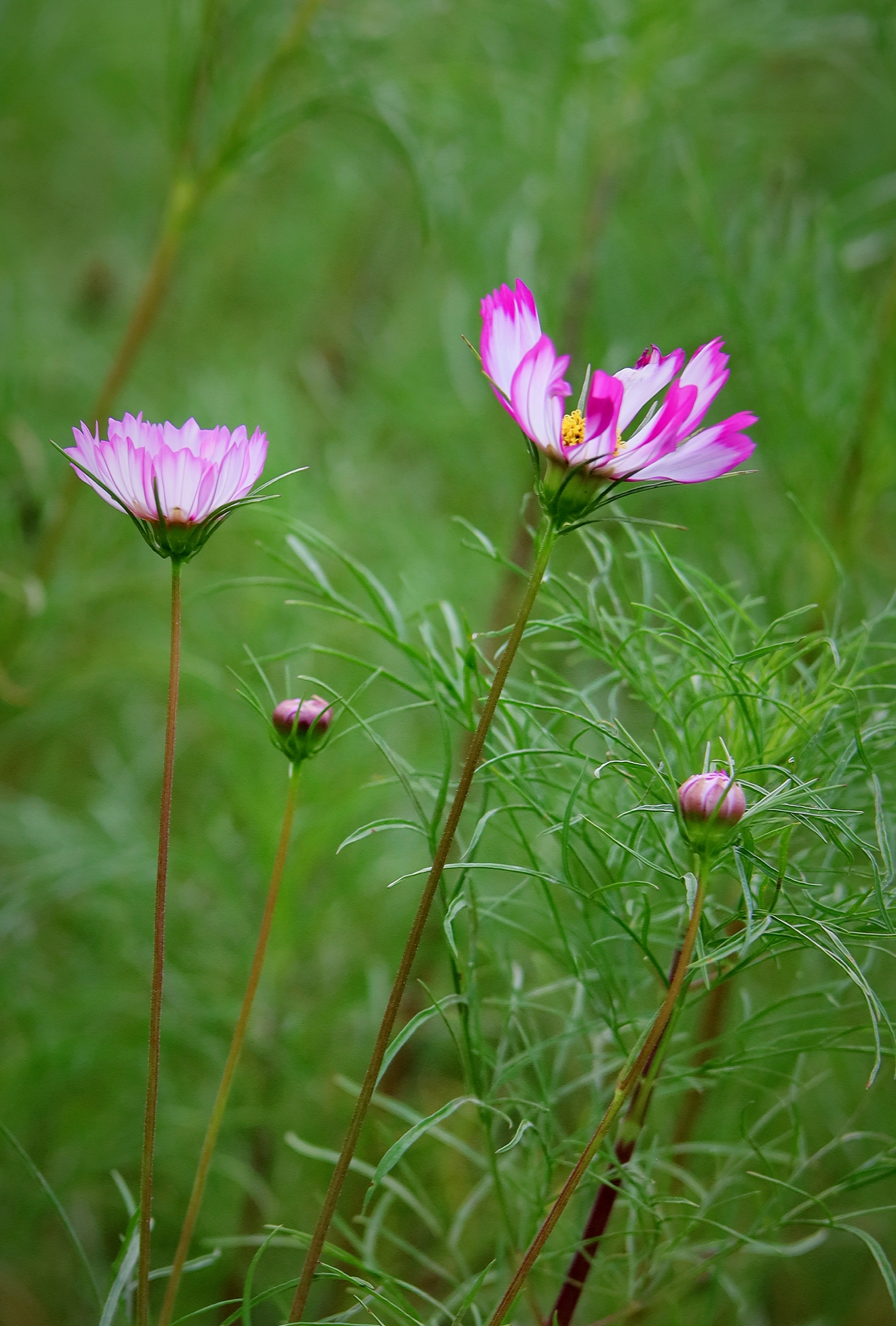 【首发】美丽的格桑花