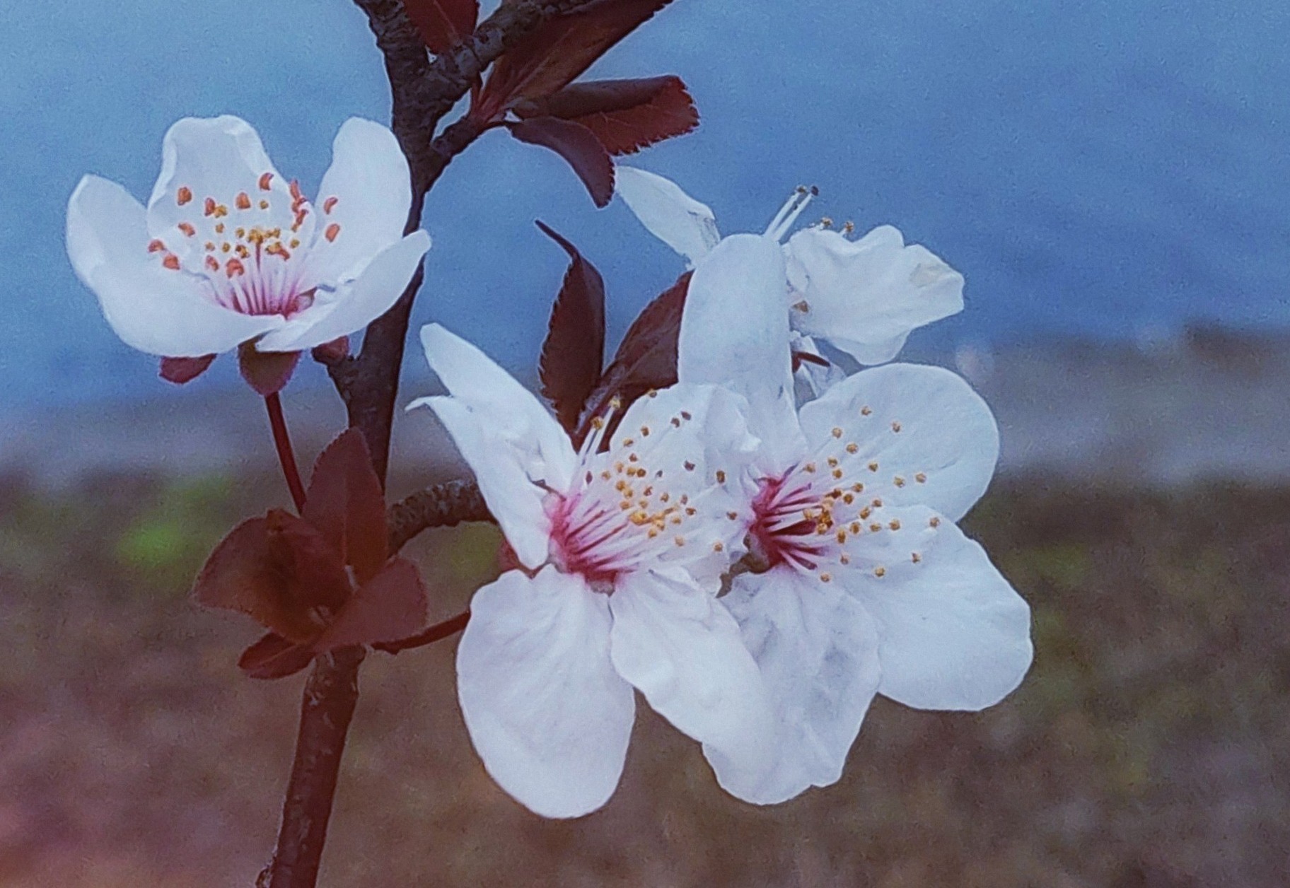 随走随拍(二)《樱桃李花》