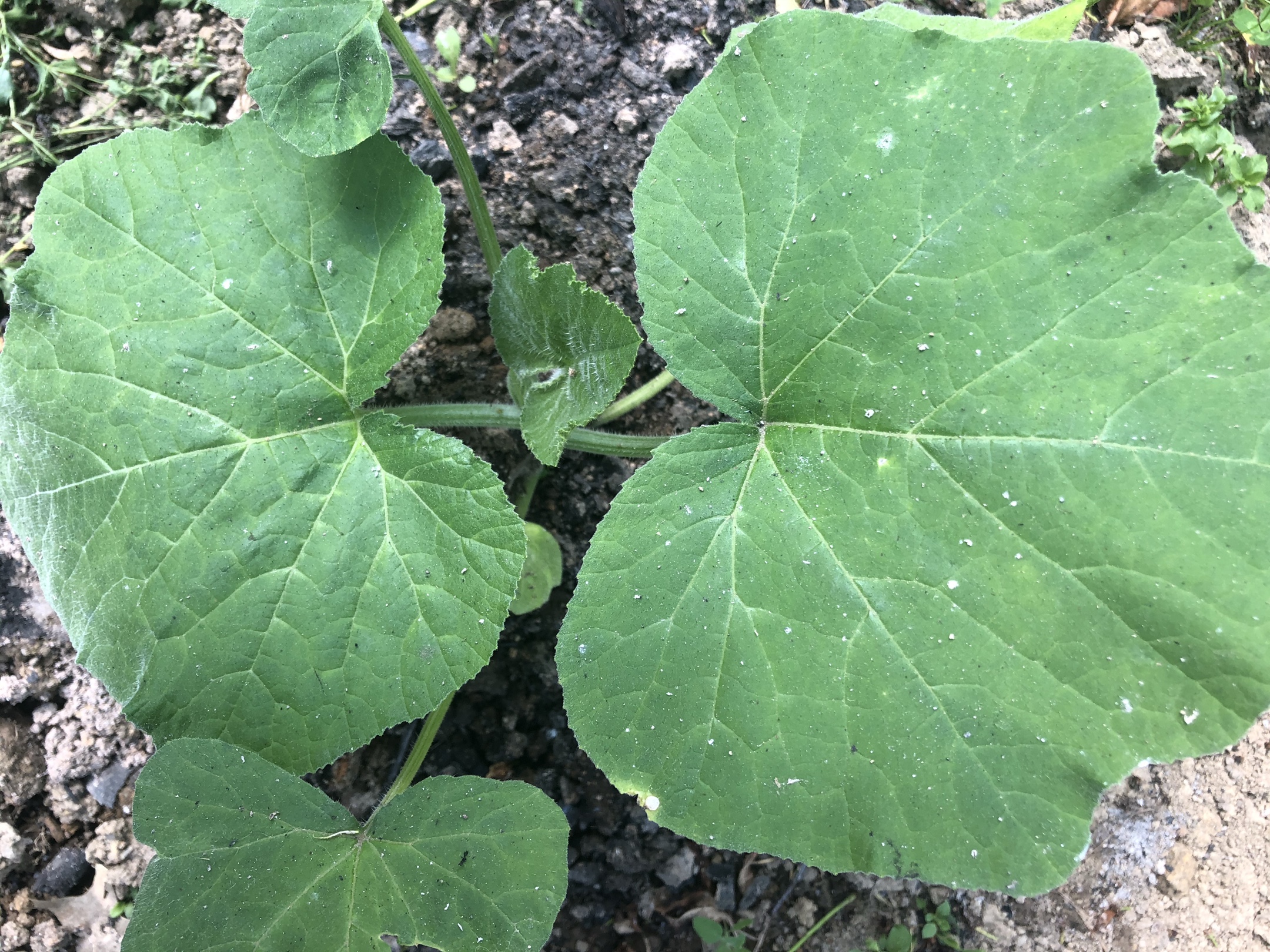 巨型南瓜无土栽培技术 | 学大棚蔬菜种植技术,农业技术培训,无土栽培 - 好温室网