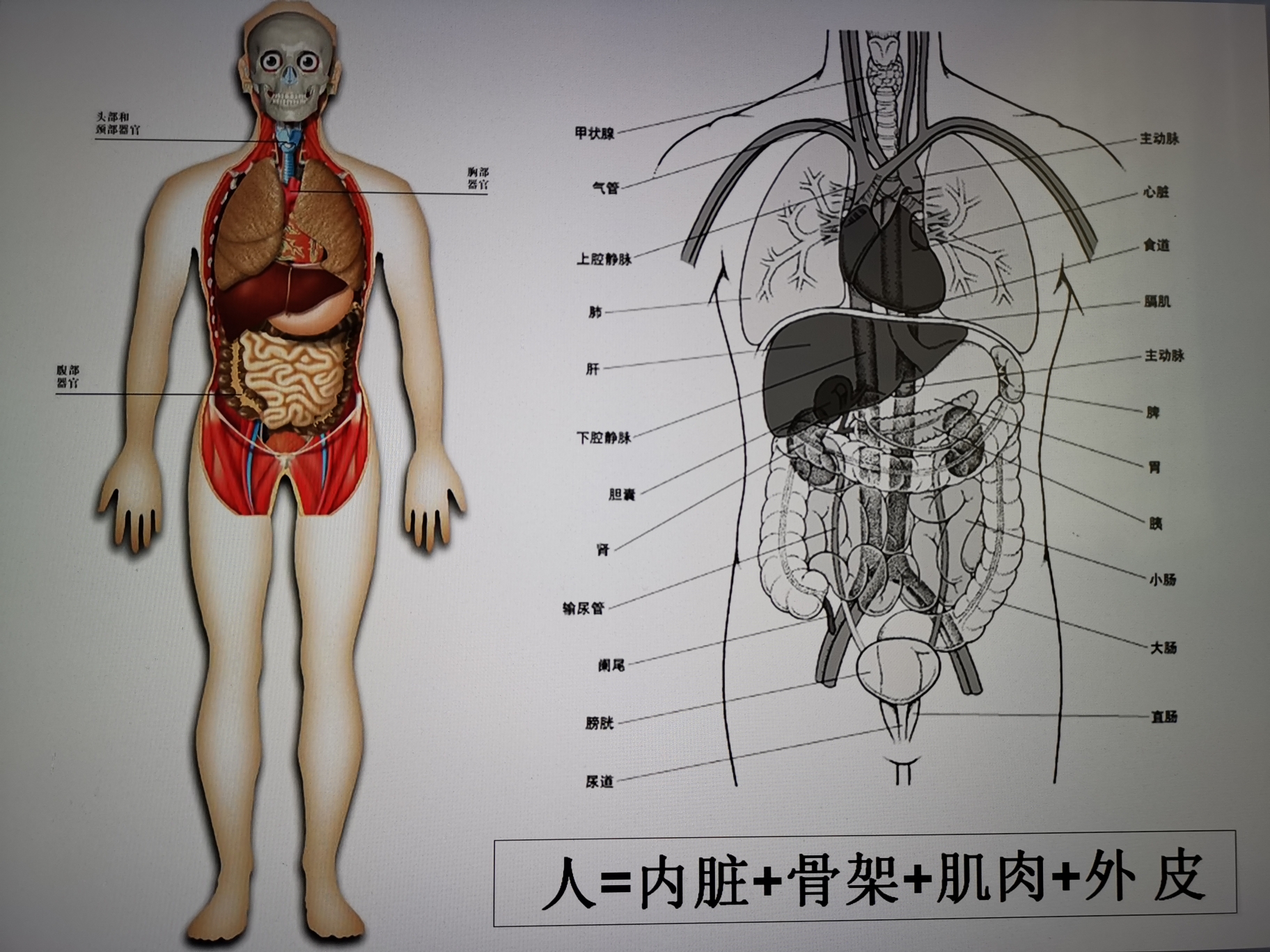 奇妙的人体