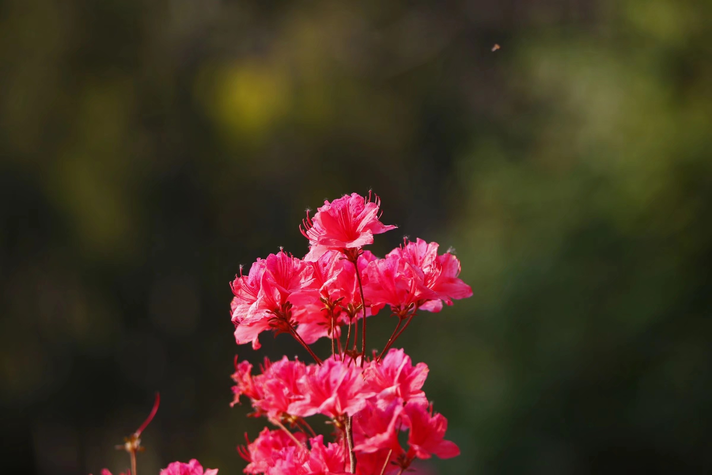 杜鹃花