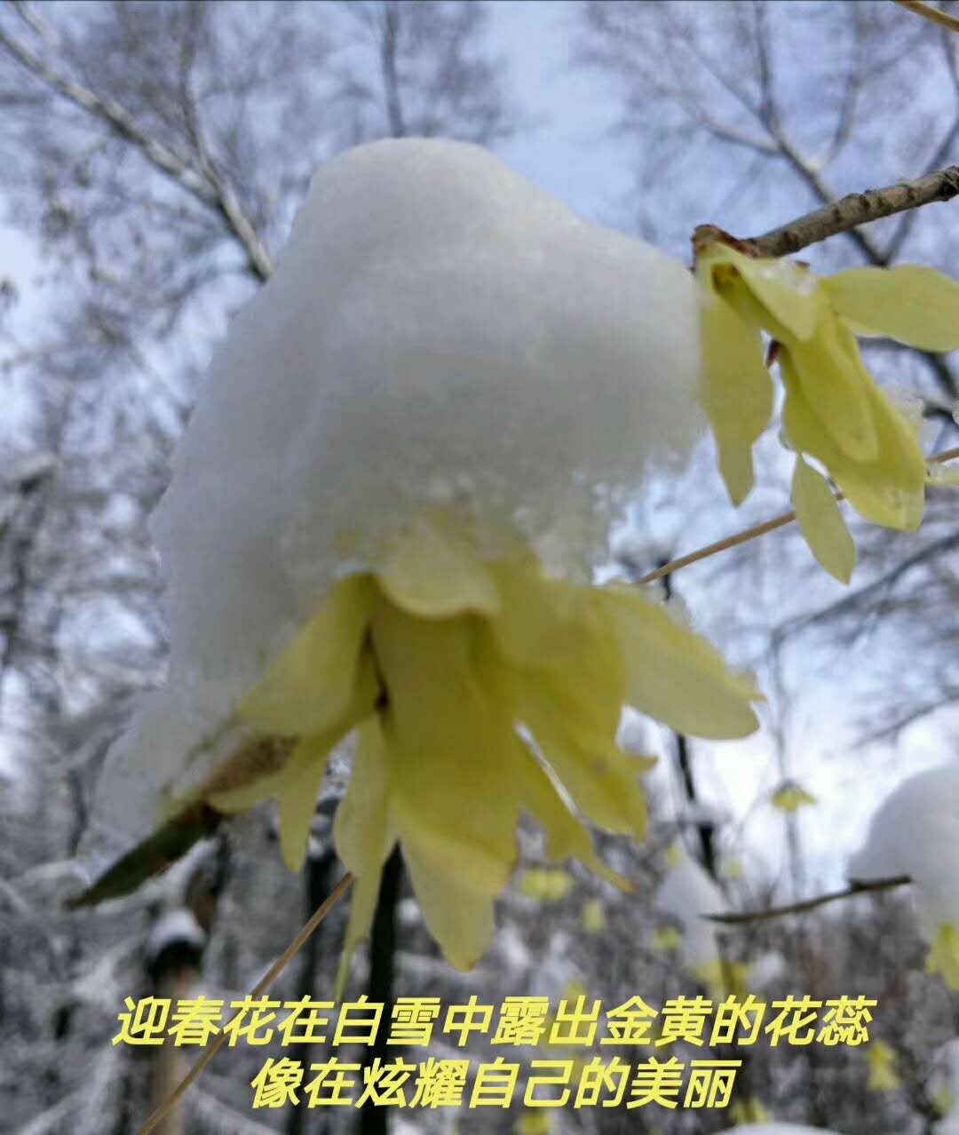 春雪