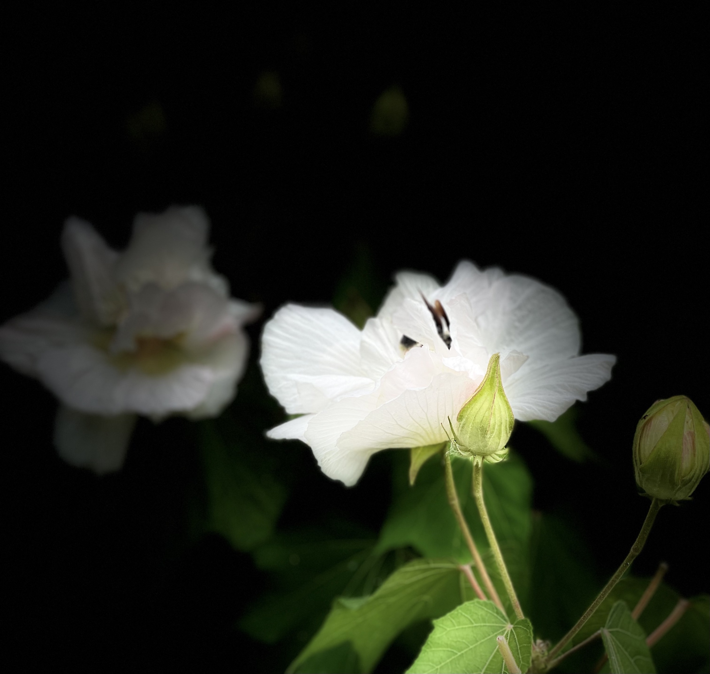 【原创首发】芙蓉花