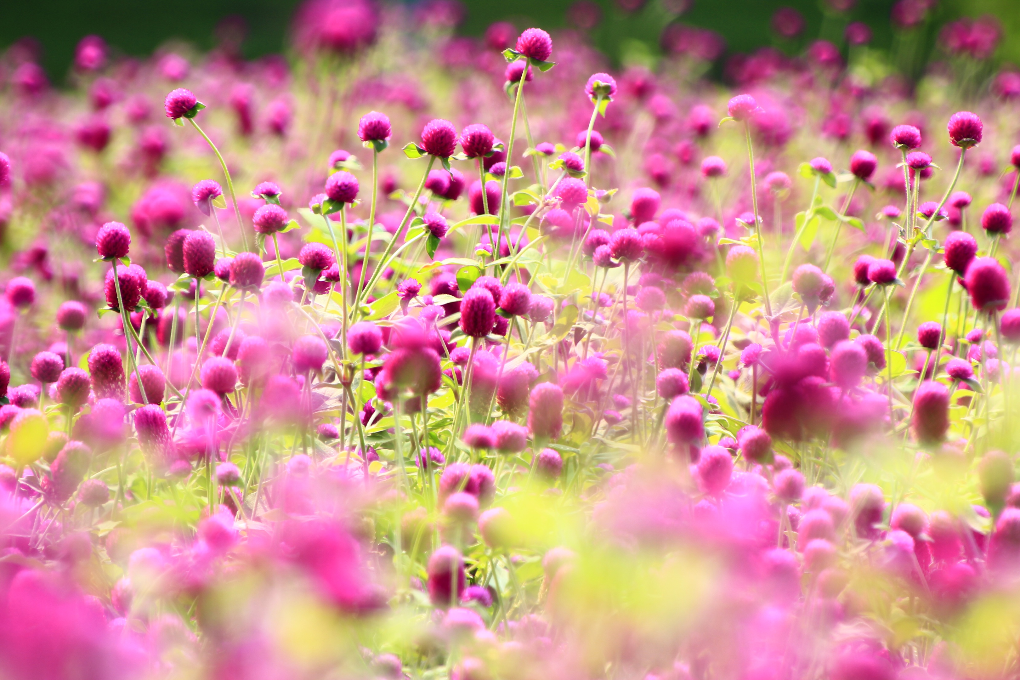 淡紫千日草（首发）