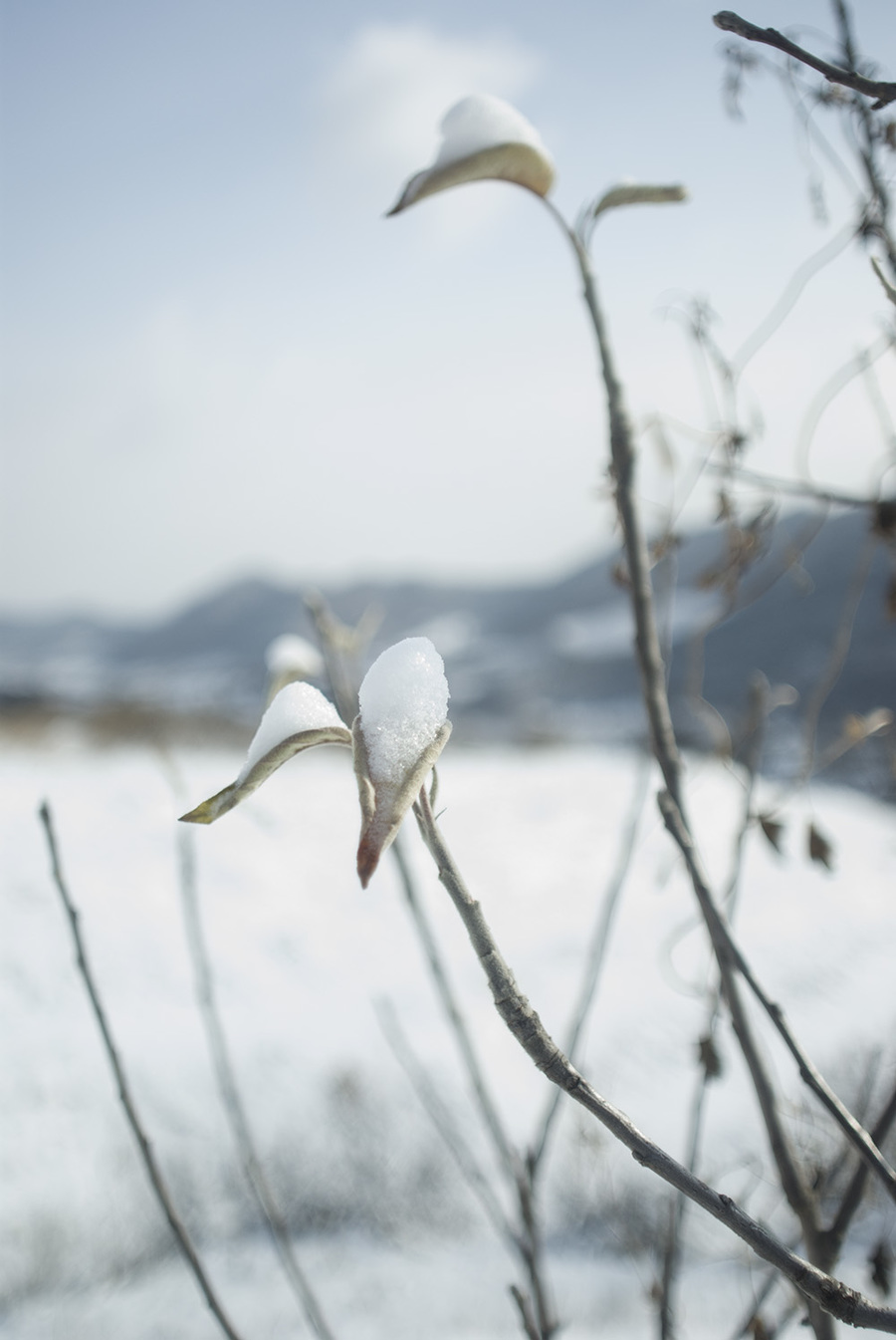 初雪(首发)