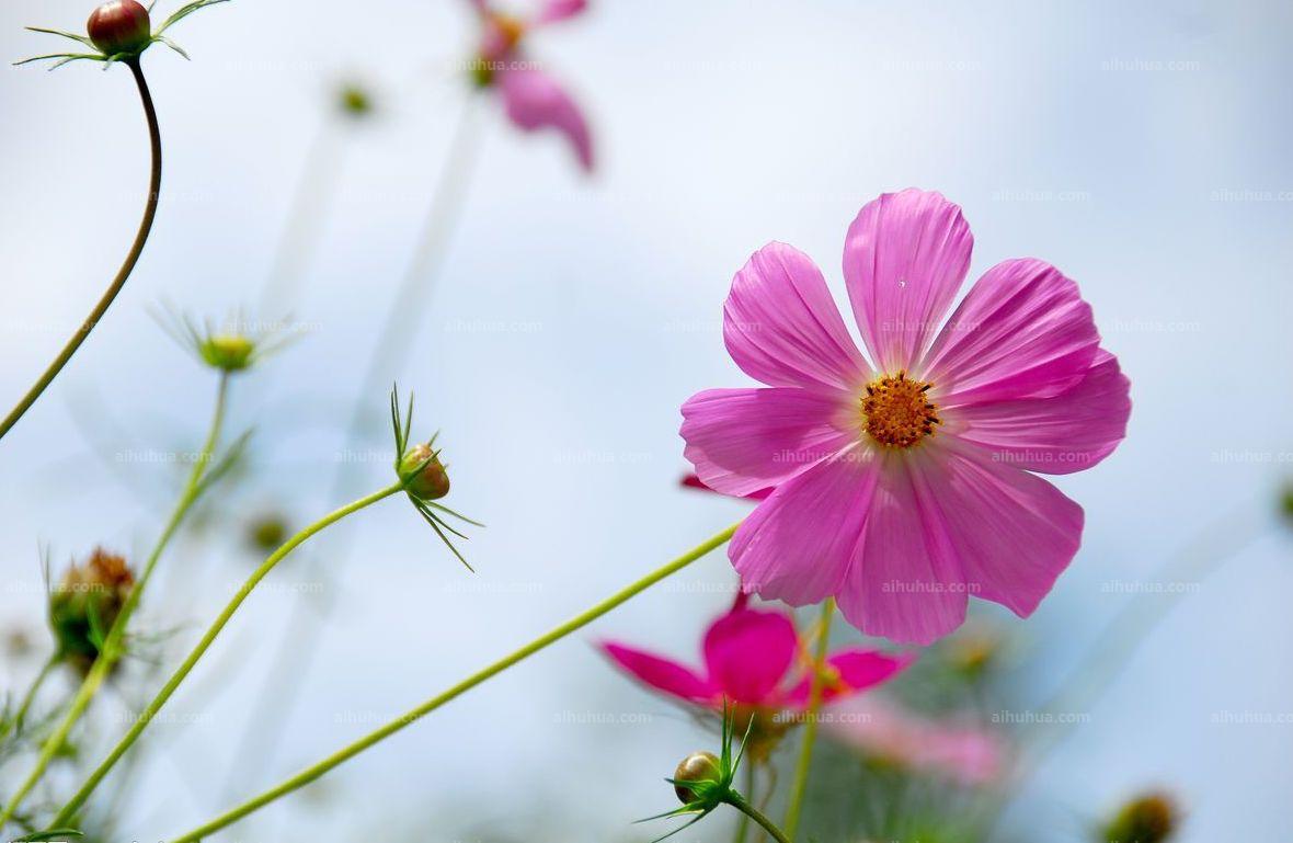 格桑花