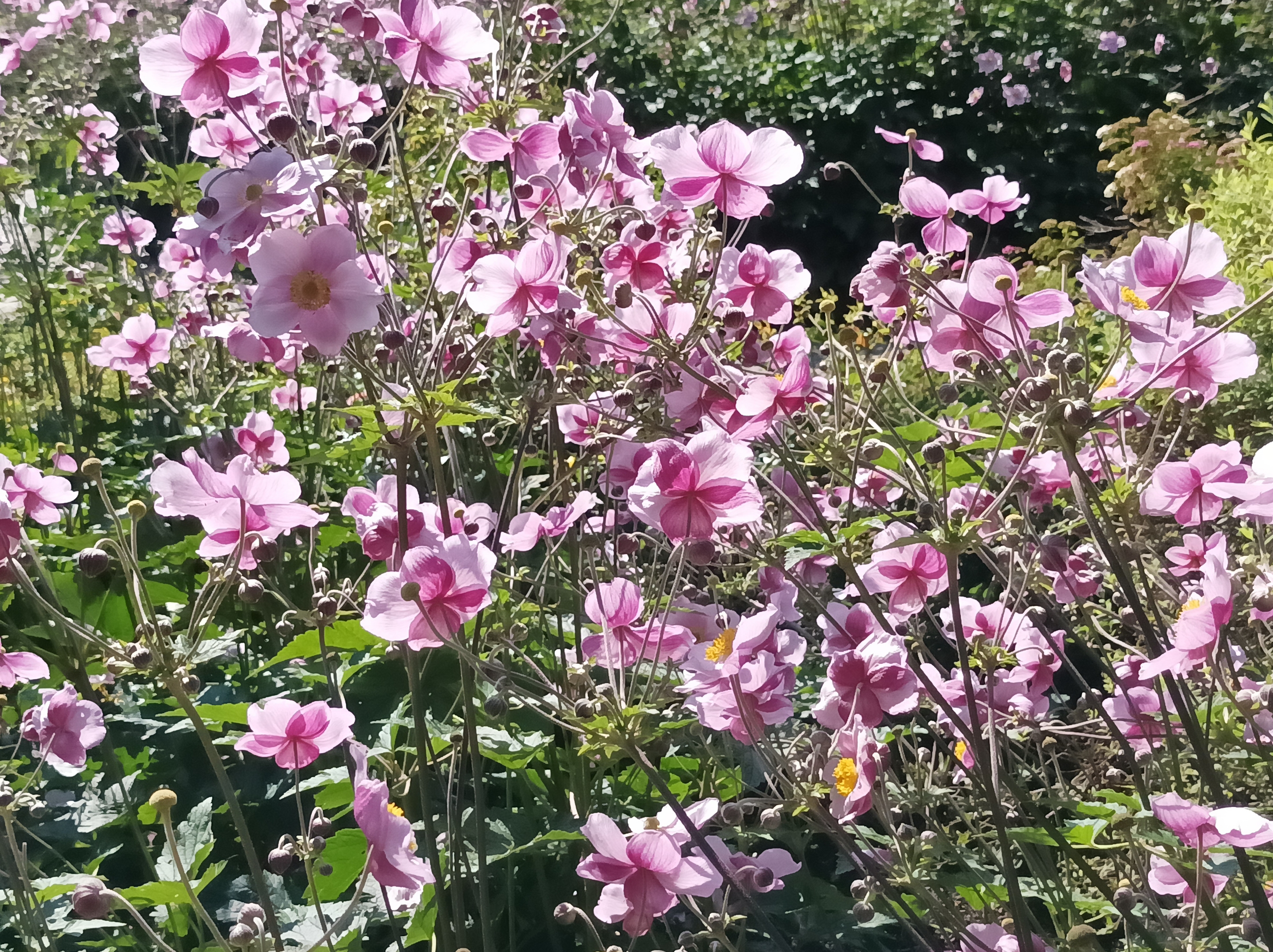 姗姗来迟的日本银莲花