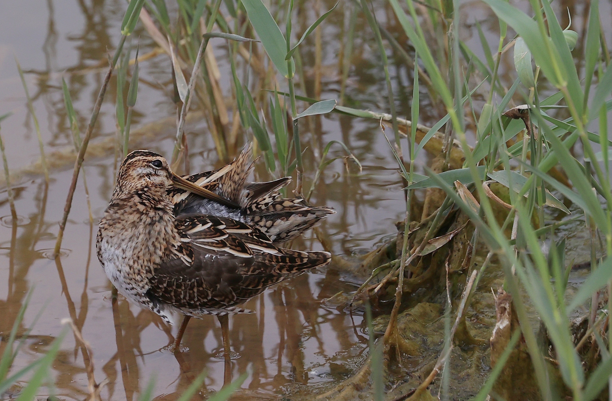 common snipe,学名:gallinago gallinago),是鸻形目丘鹬科沙锥属的