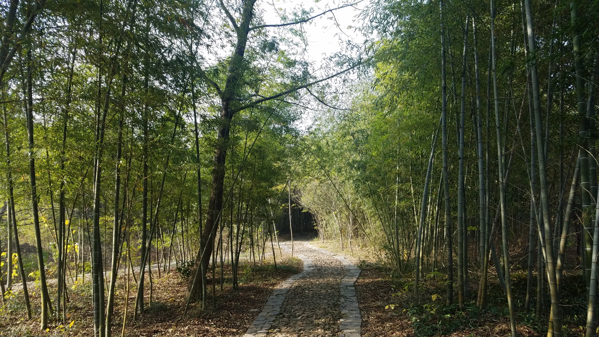 庐江相思林,白云禅寺自助一日游