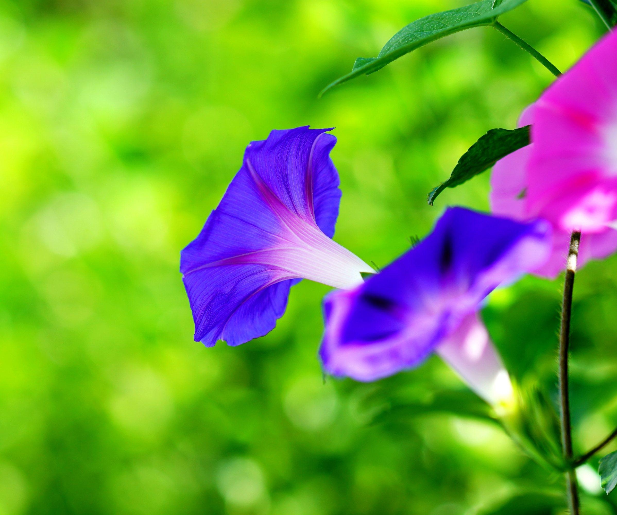 牵牛花