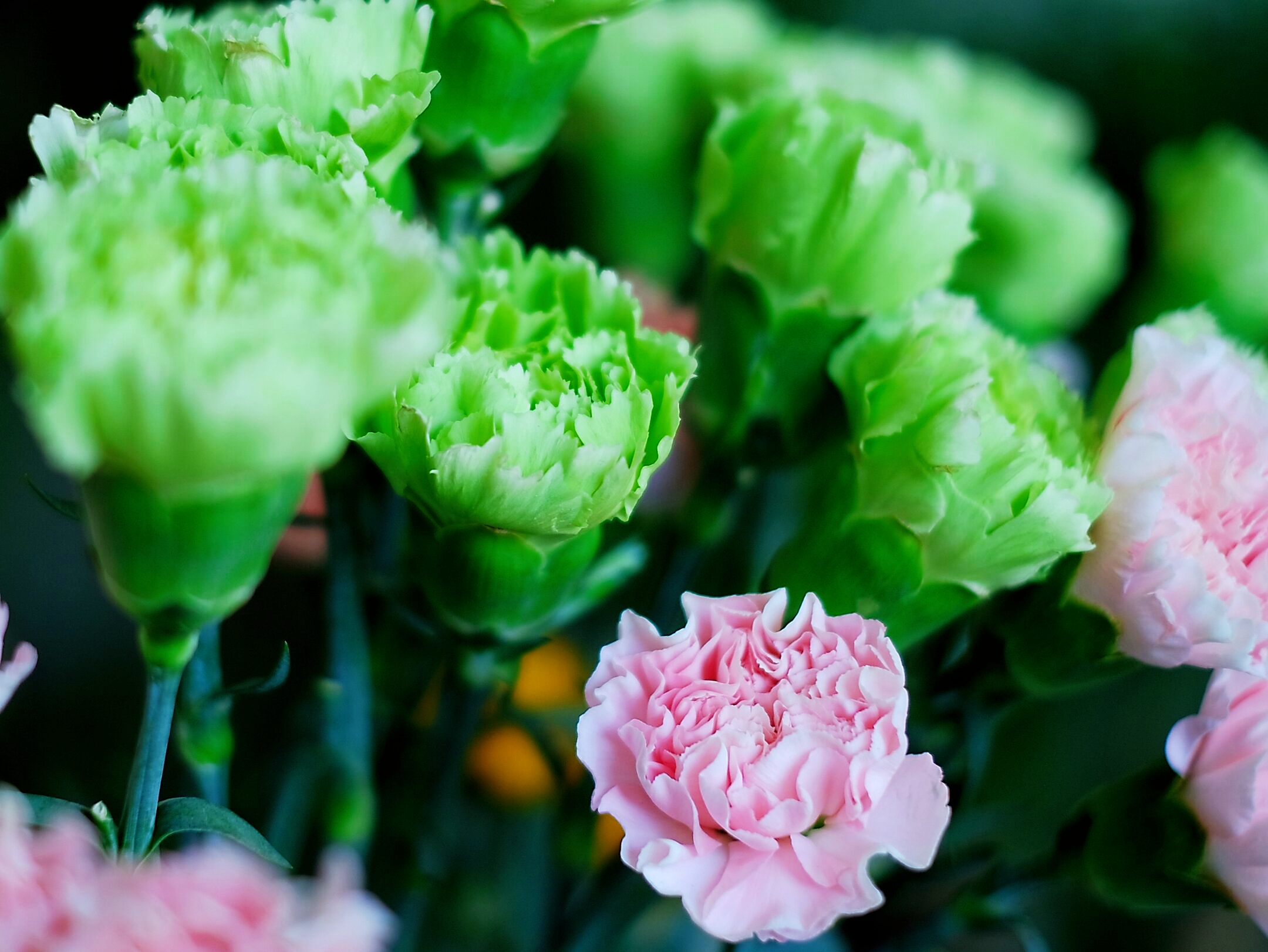 白色康乃馨的花语 是纯真的爱,真情,尊崇等; 粉色康乃馨的花语 是漂亮