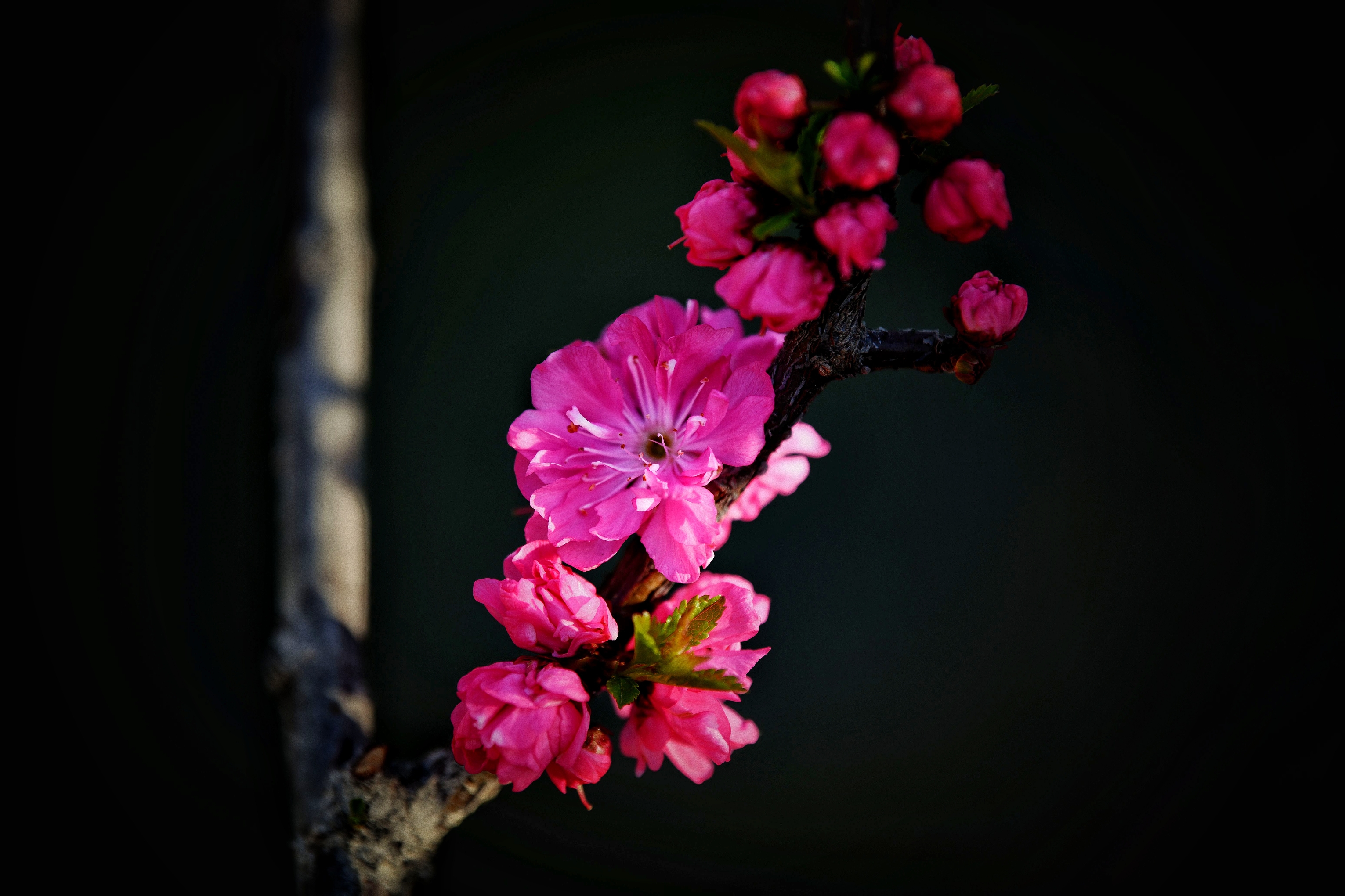 榆叶梅的花语是春光明媚,花团锦簇和欣欣向荣,每个季节总有一些花儿