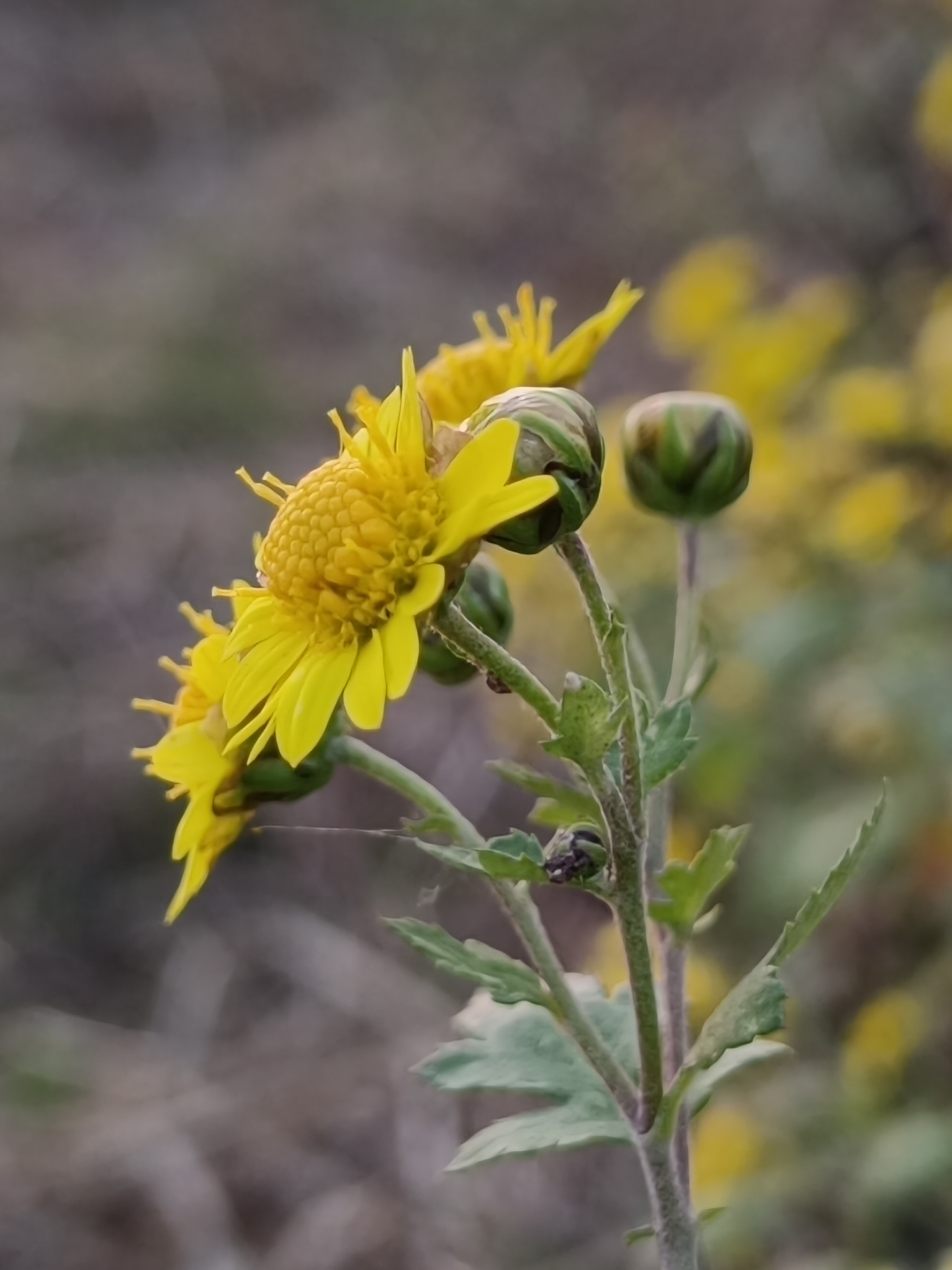 野菊花