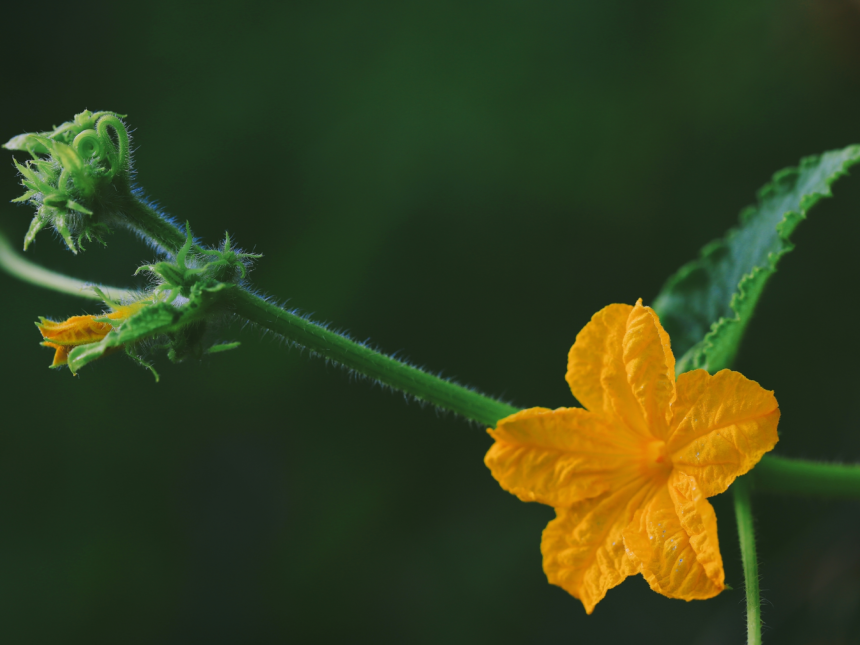 【首发】娇小别致的花—黄瓜花