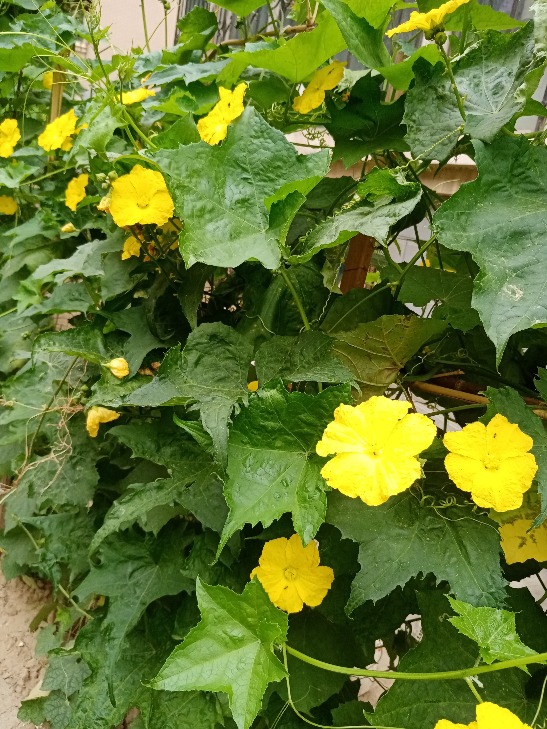 平凡优雅的丝瓜花