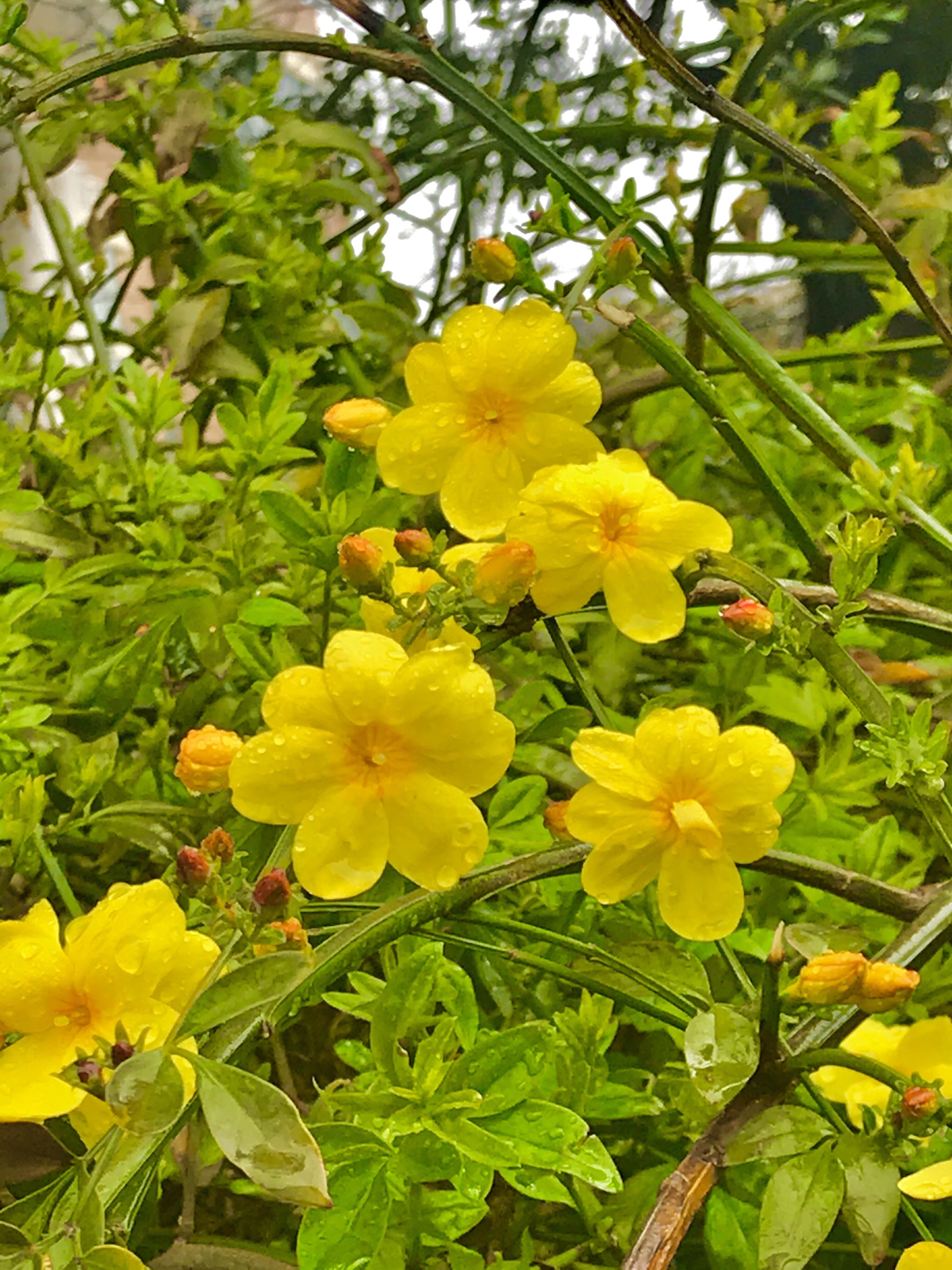迎春花【首发】