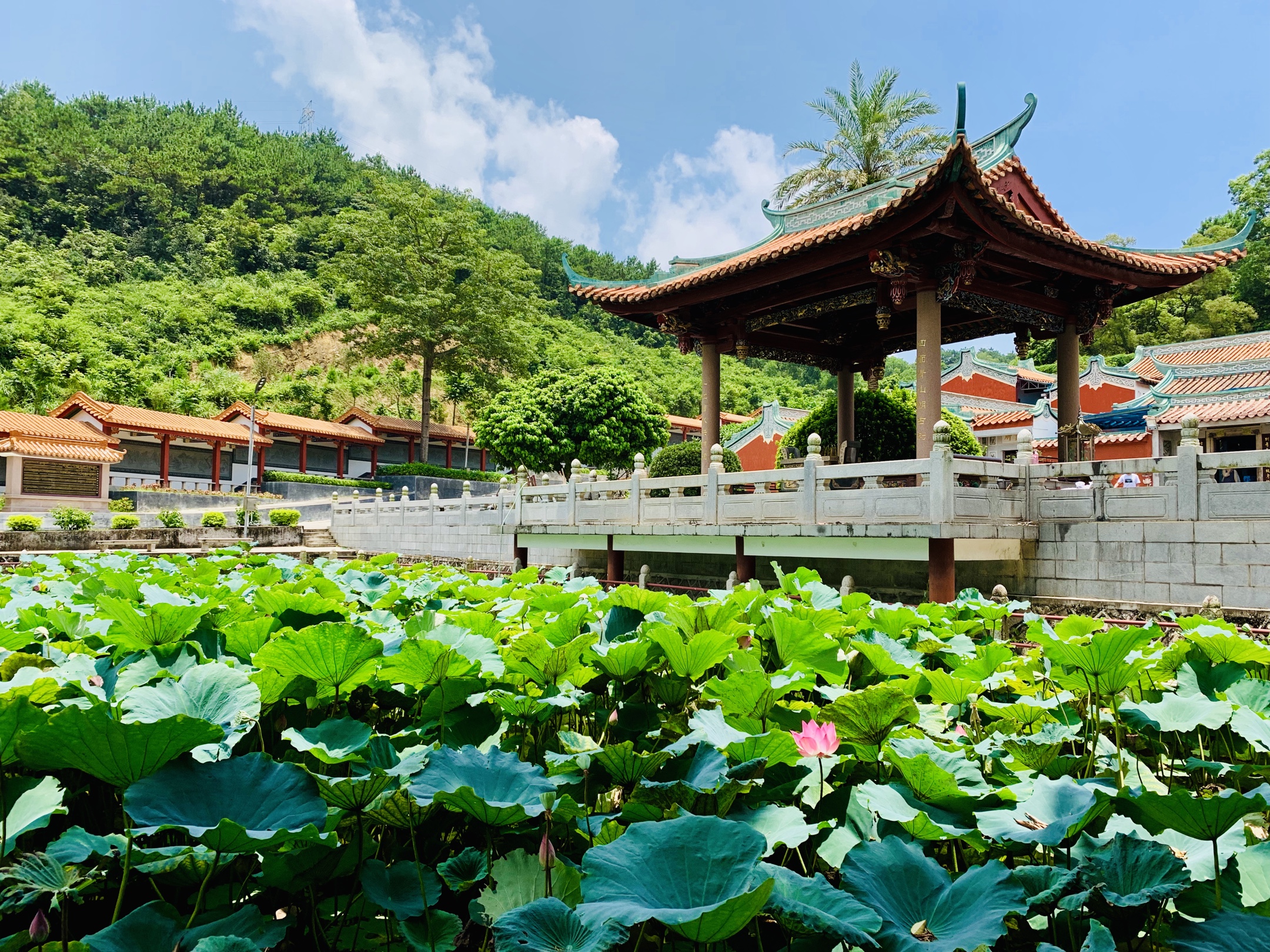 母逝三年祭·潮州别峰古寺·莲