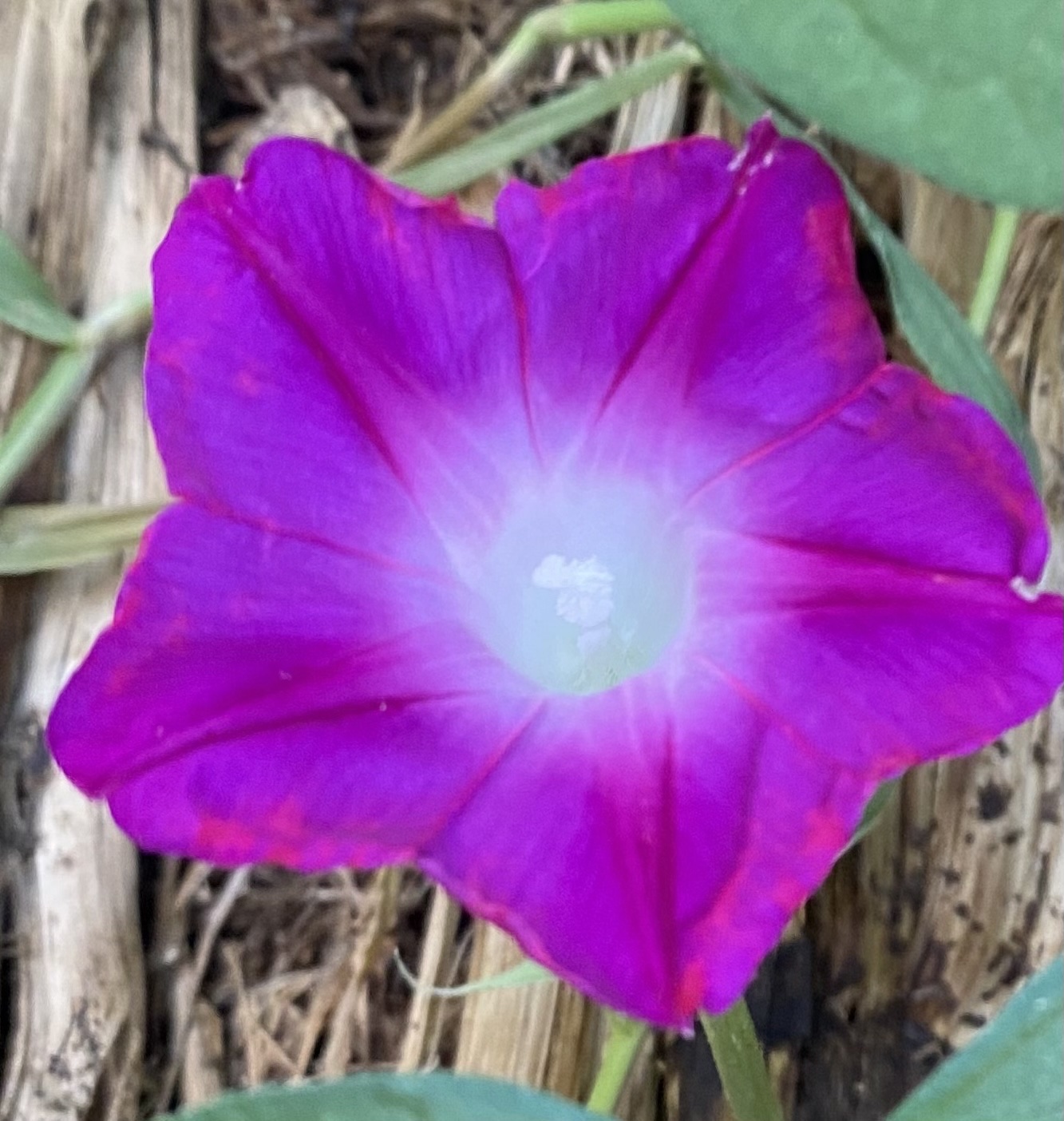 矮牵牛花有很多种颜色,白色花语是存在,紫色花语是断情.