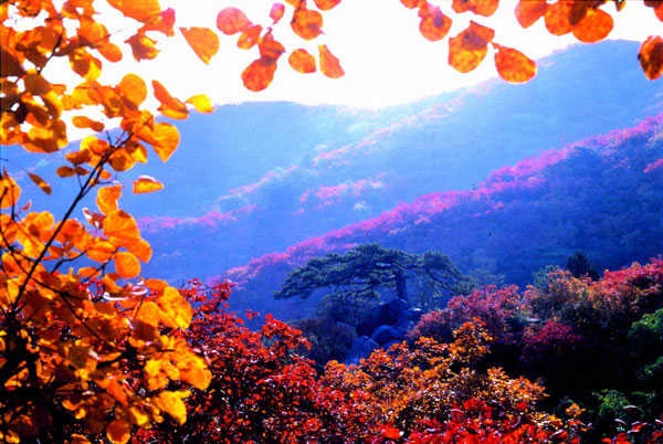 香山红叶