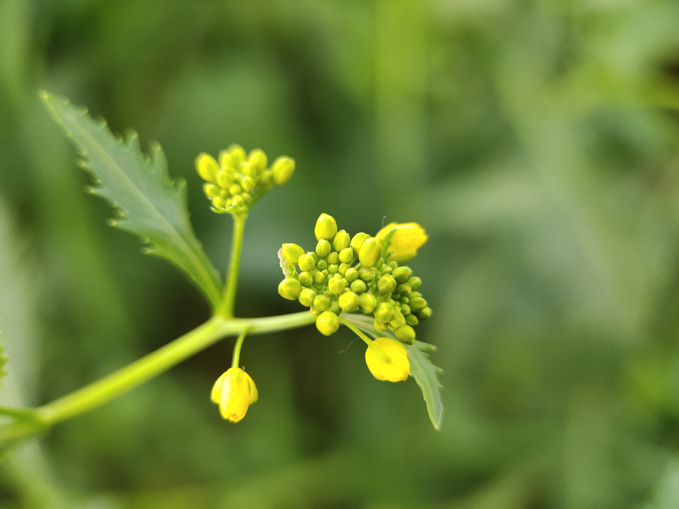 (首发)芥菜花