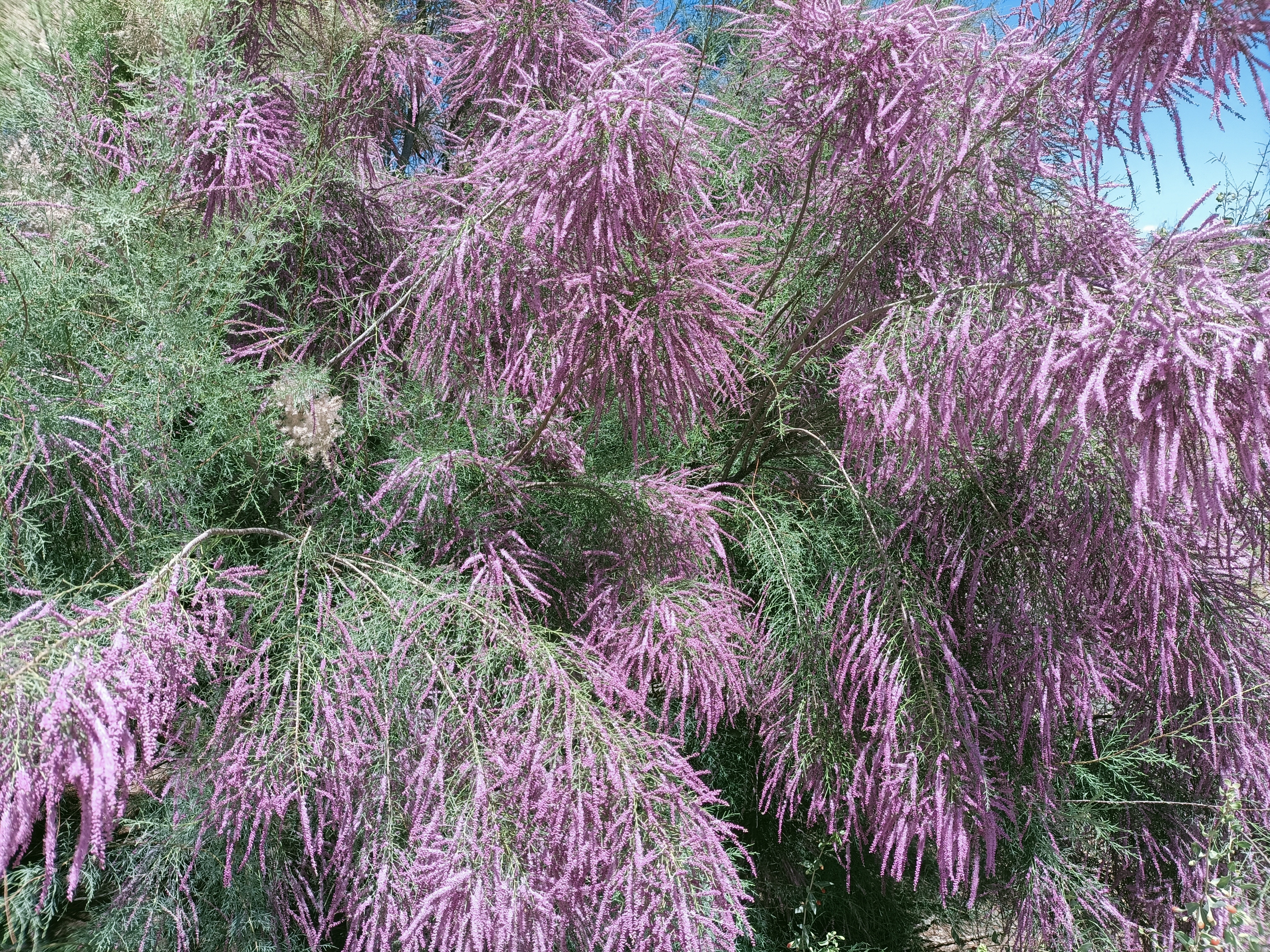 柽柳(拉丁学名:tamarix chinensis lour.