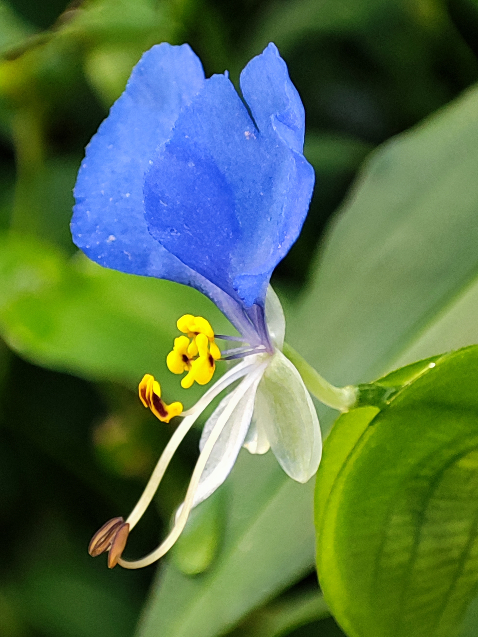 鸭跖草花