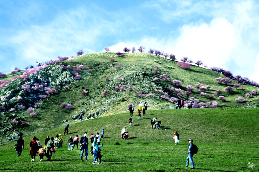 旅摄第7站:走着走着花就开了,4月9日得到新源县吐尔根杏花沟景区工作