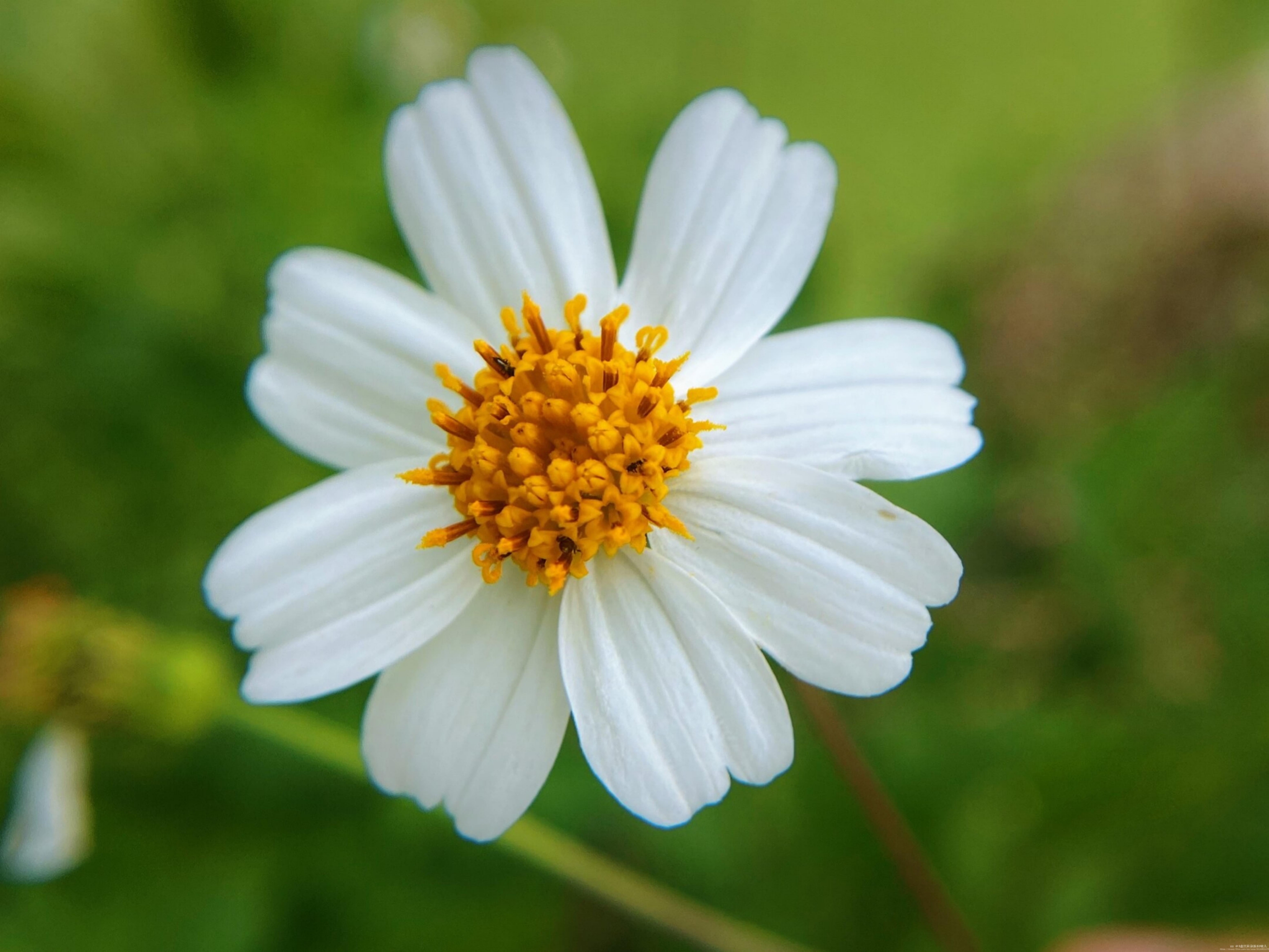 【首发】白花鬼针草