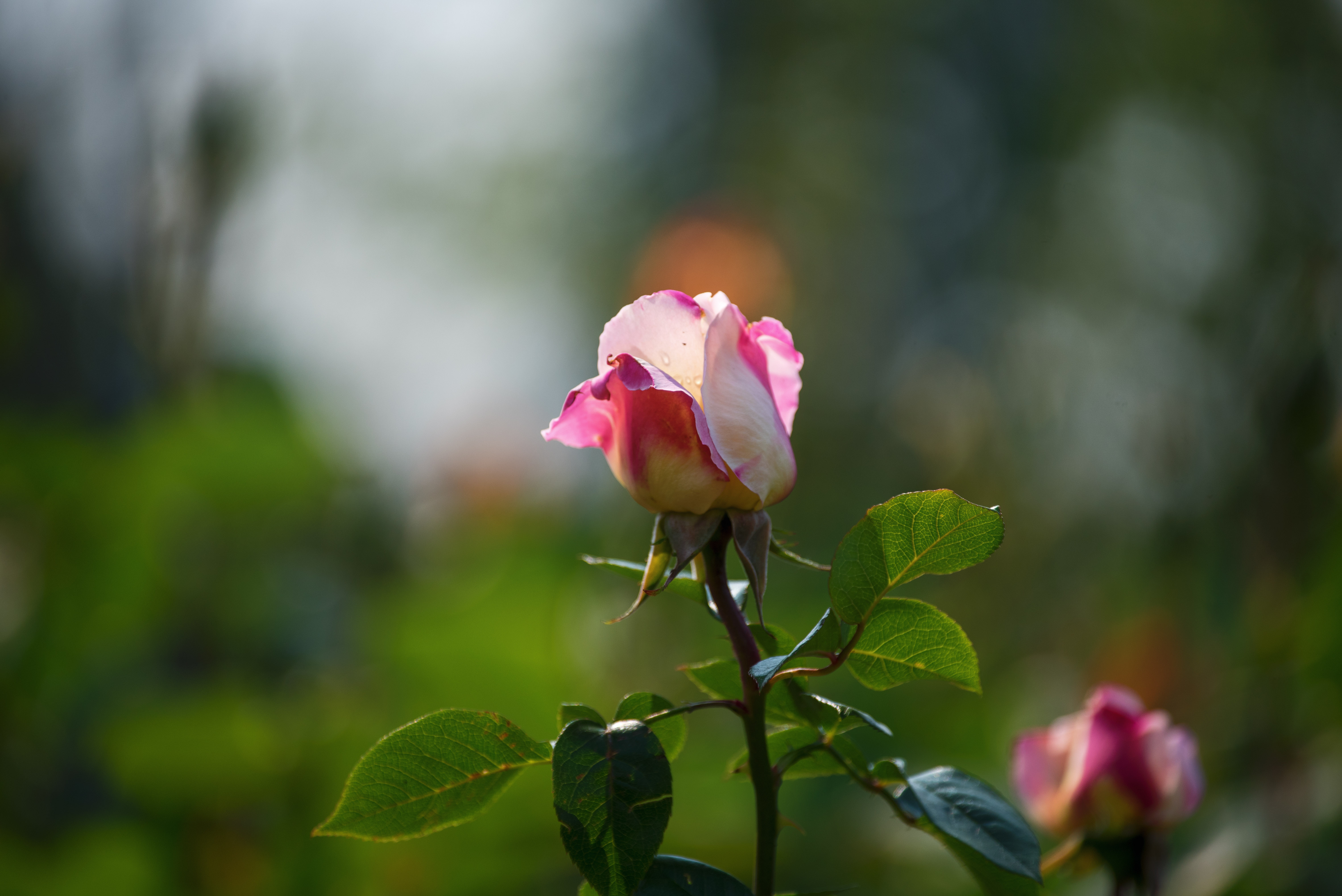 (首发)月季花