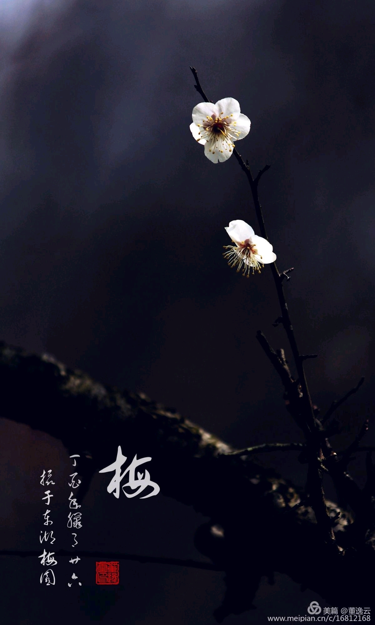天若有情,天亦老.那得梅花,扑鼻香.一一一梅花三弄