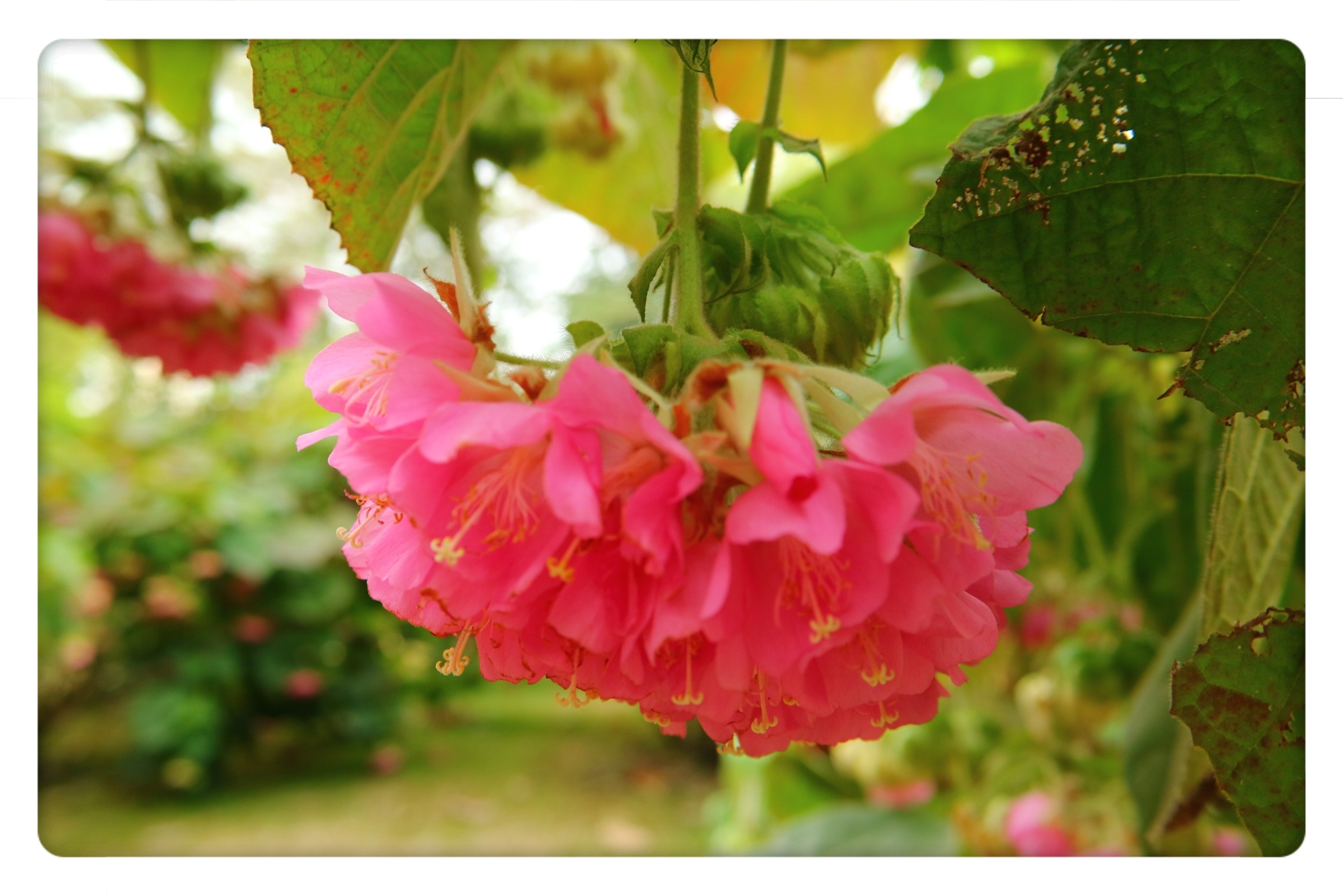 非洲木芙蓉首发