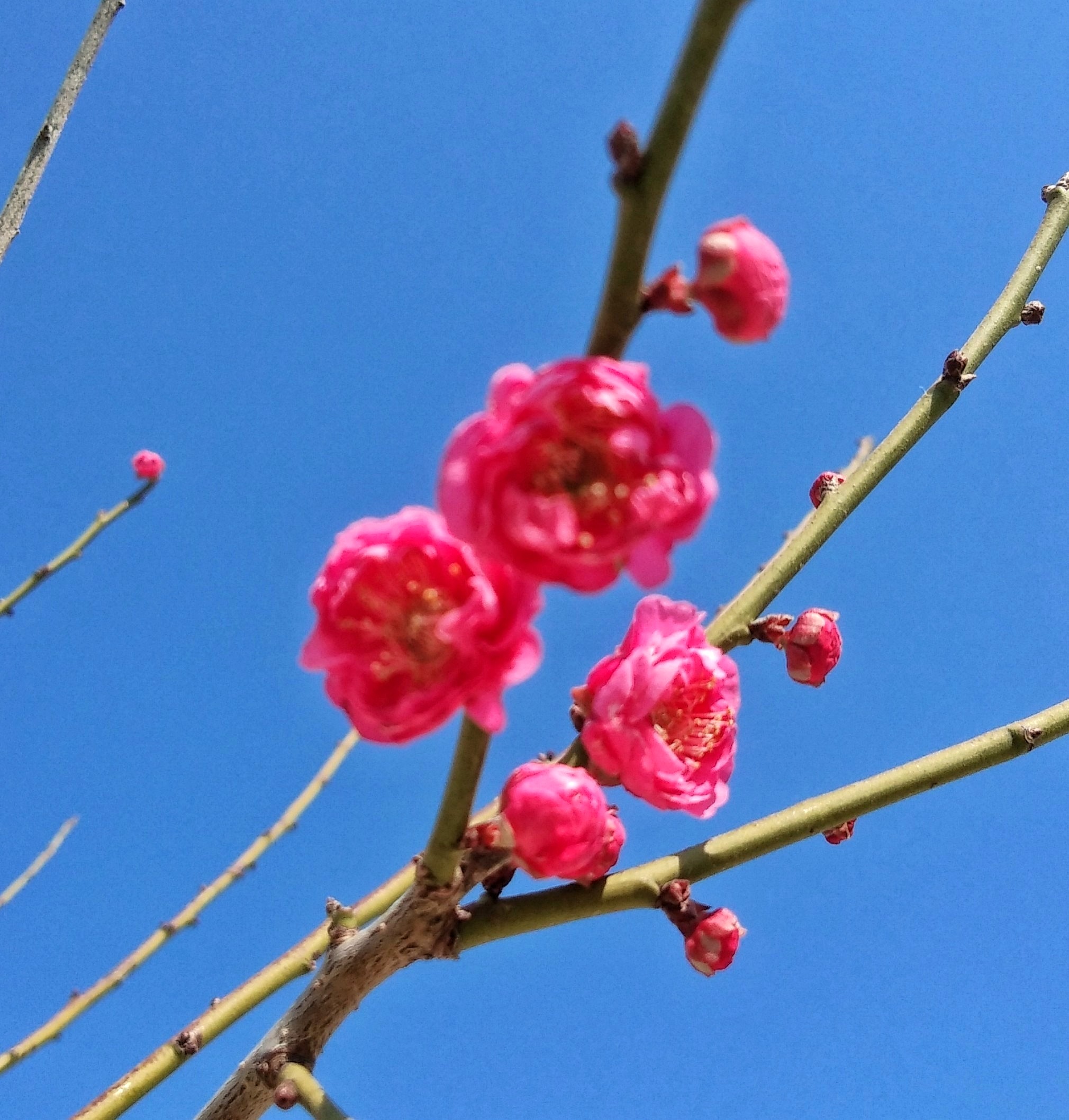 首发红梅报春