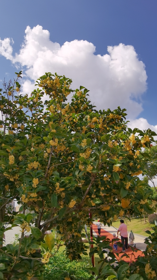 干休所的那棵桂花树