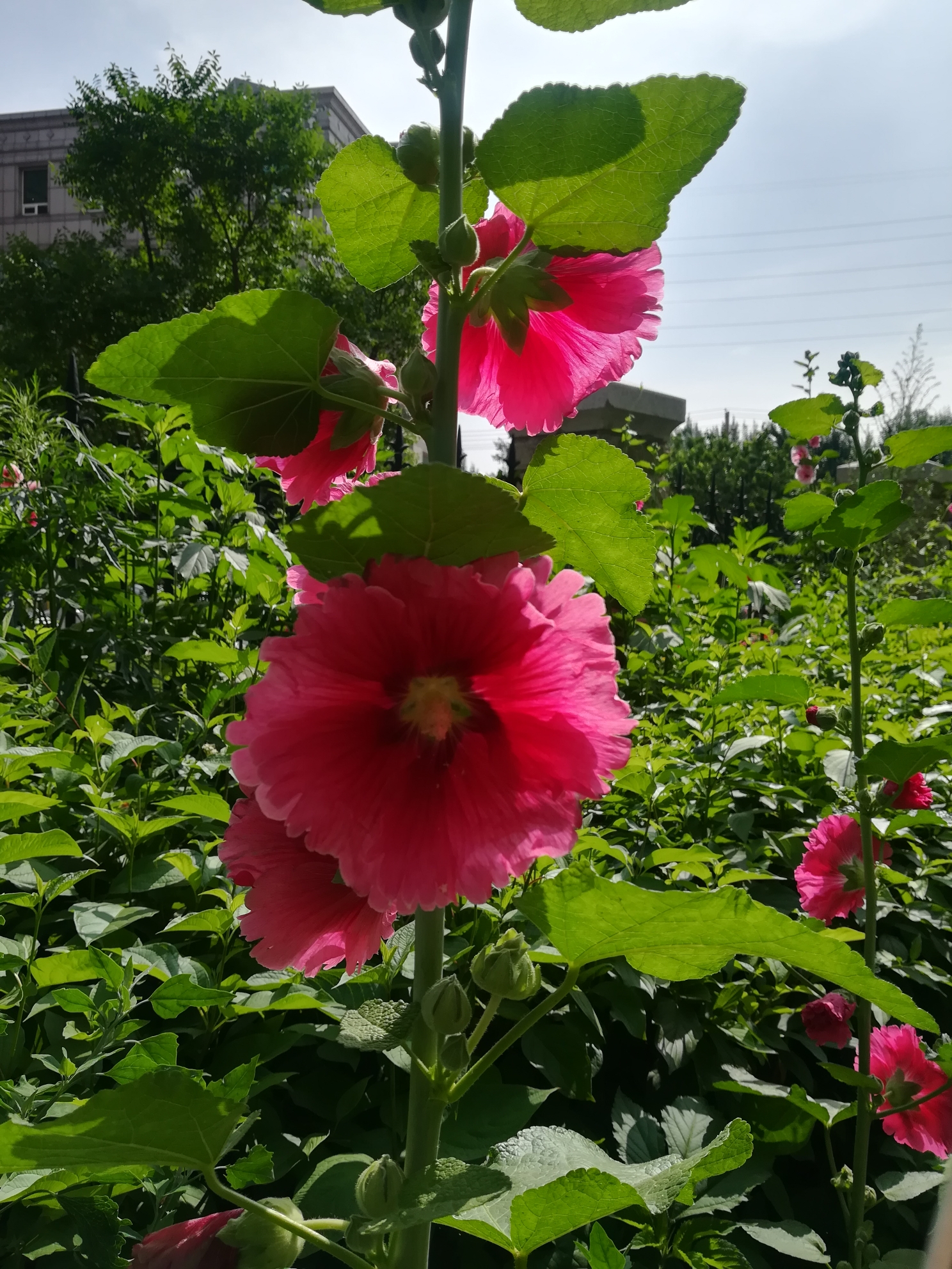 花的美丽