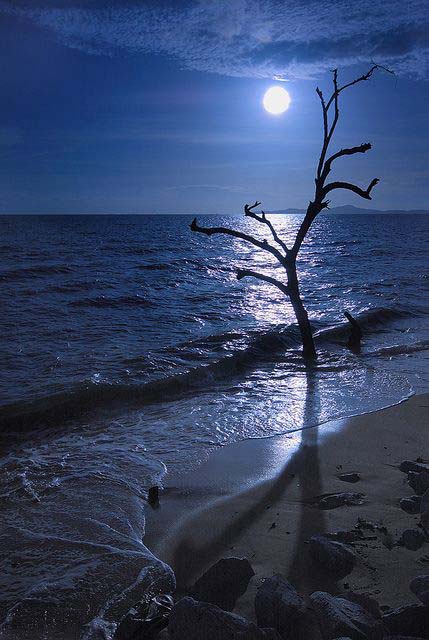 《春江花月夜》