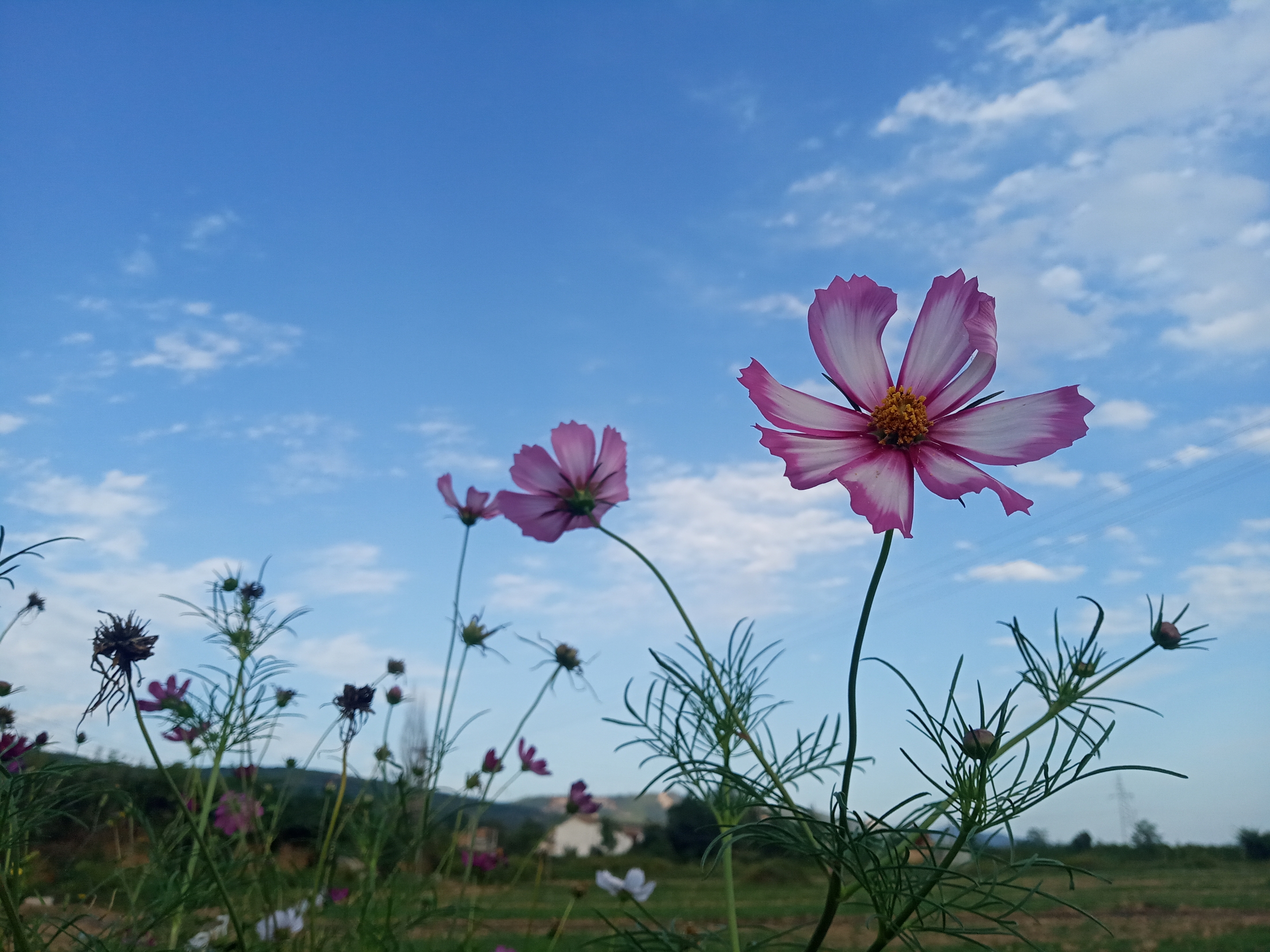 【首发】蓝天白云下的格桑花