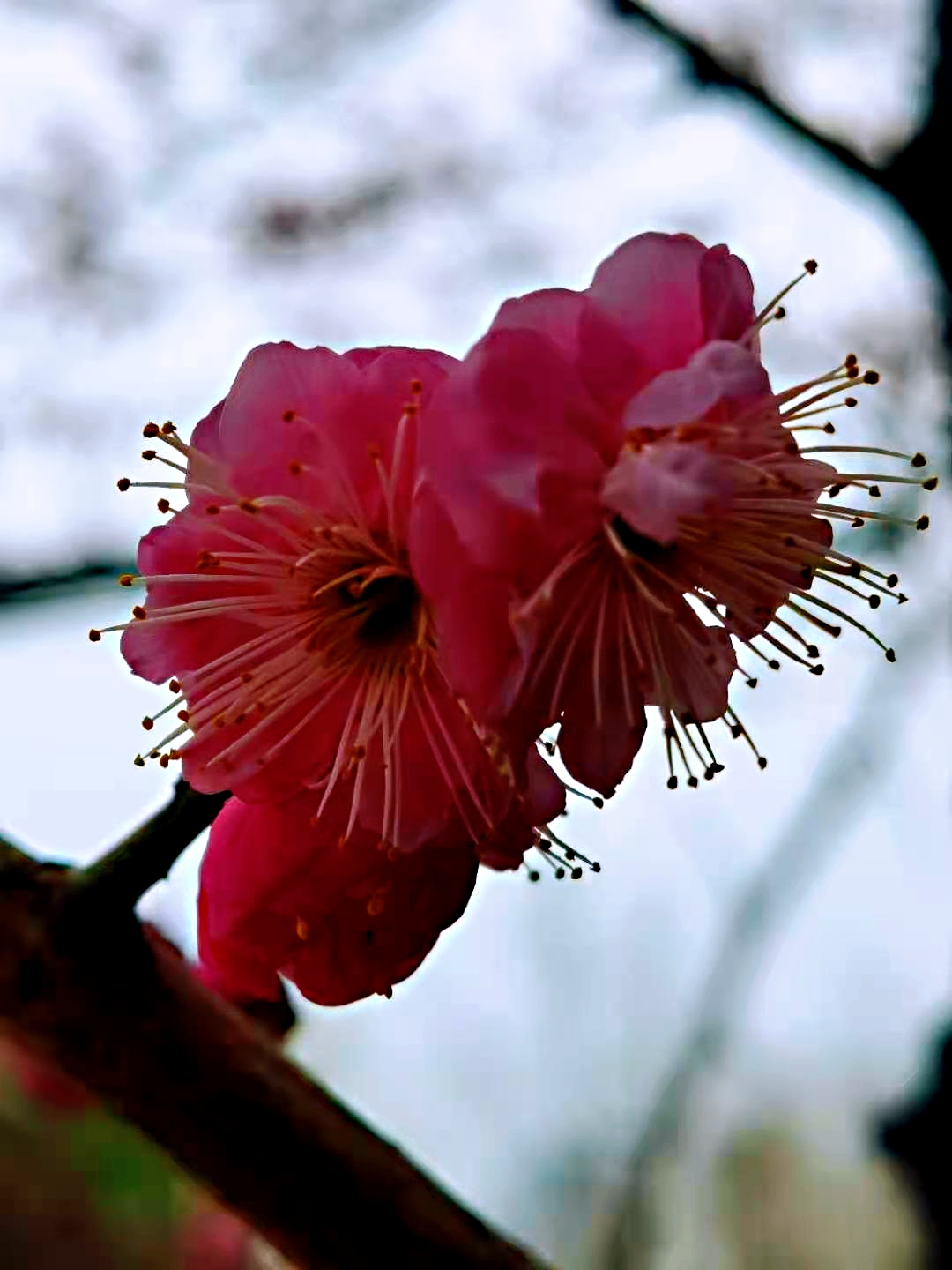 【首发】梅花香欲染之宫粉梅