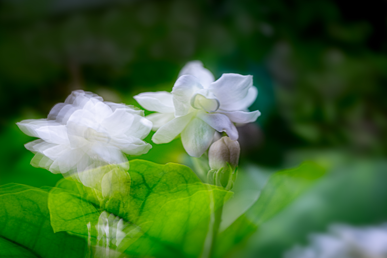 茉莉花(首发)