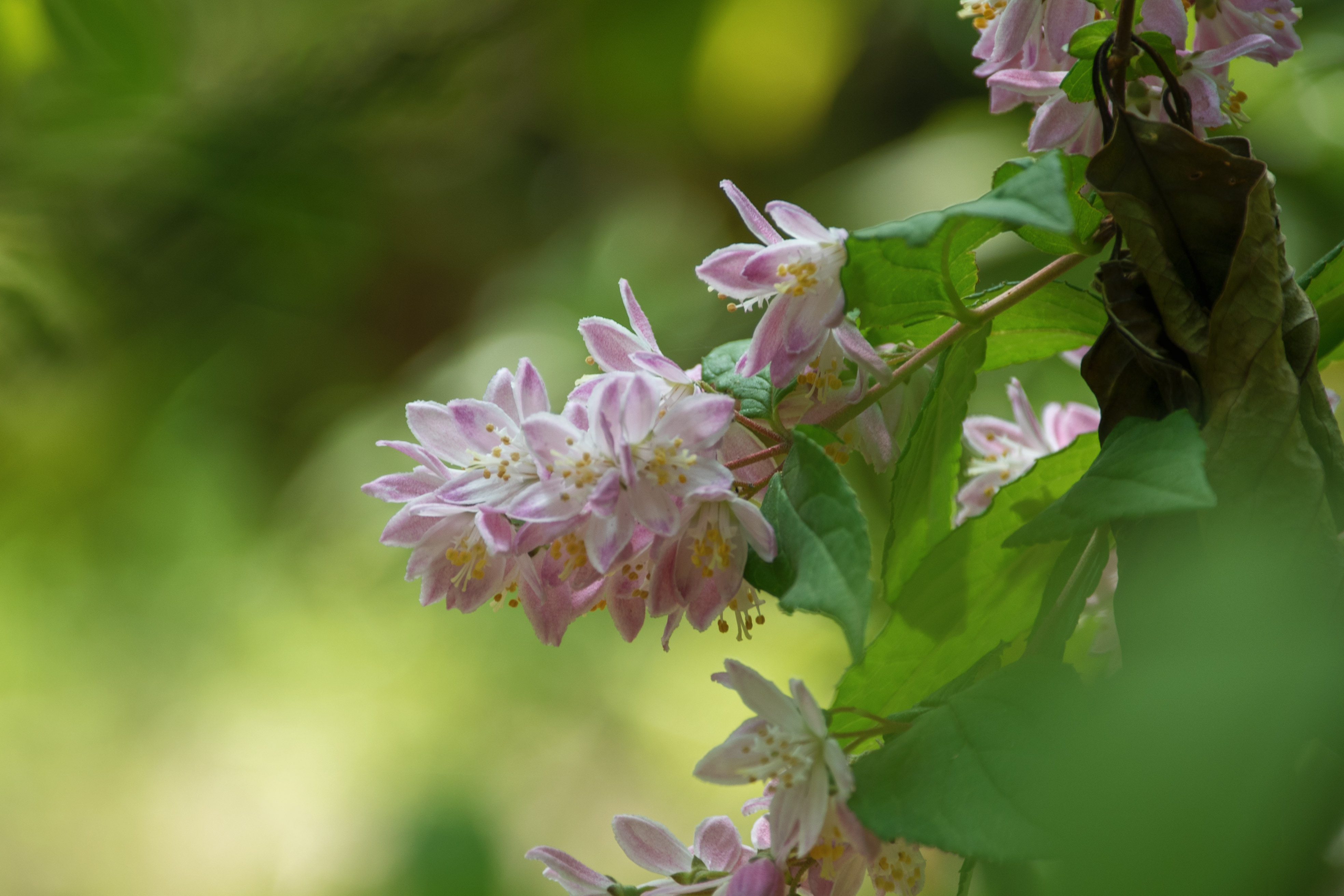 (首发)溲疏花