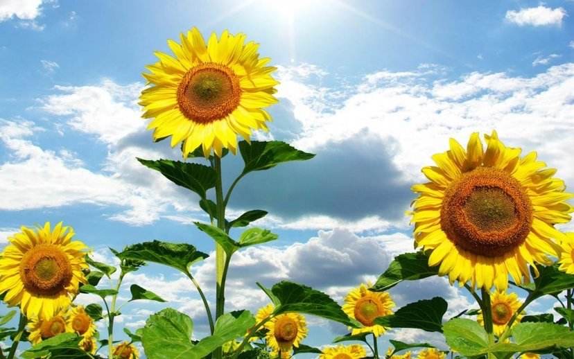 我们要学习向日葵,做一个积极吸收正能量的人.