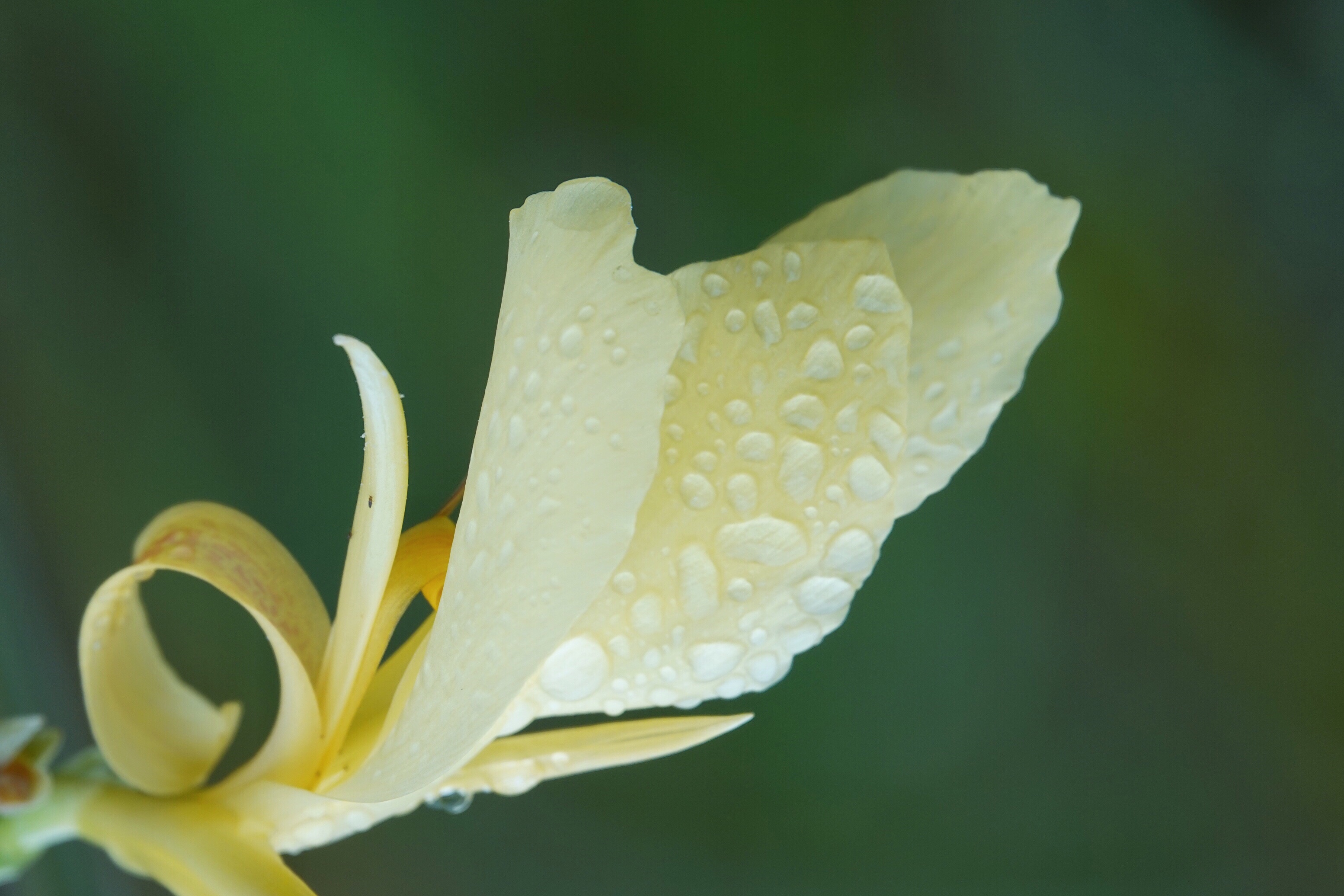 雨中美人蕉更娇美