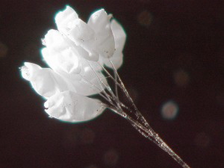 婆罗花开香千年