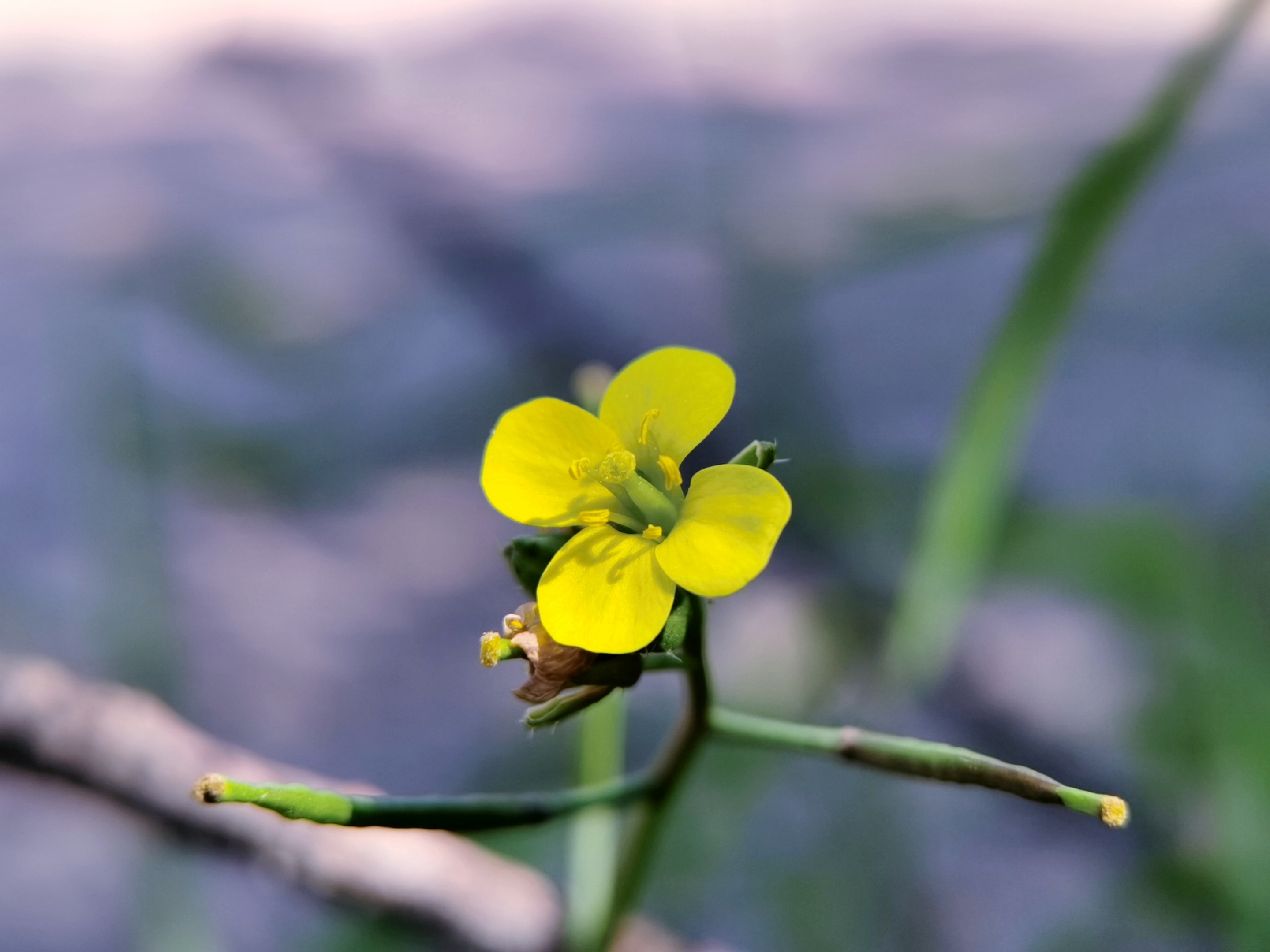 一朵黄花