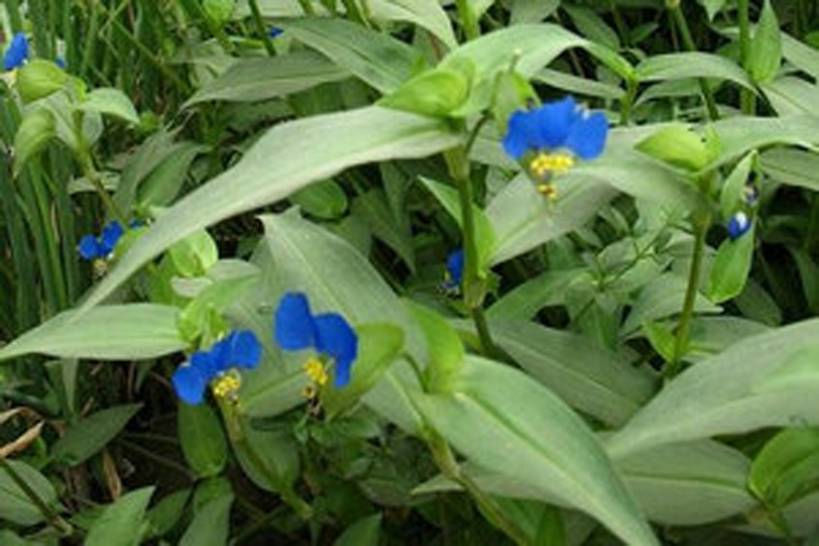 鸭舌草