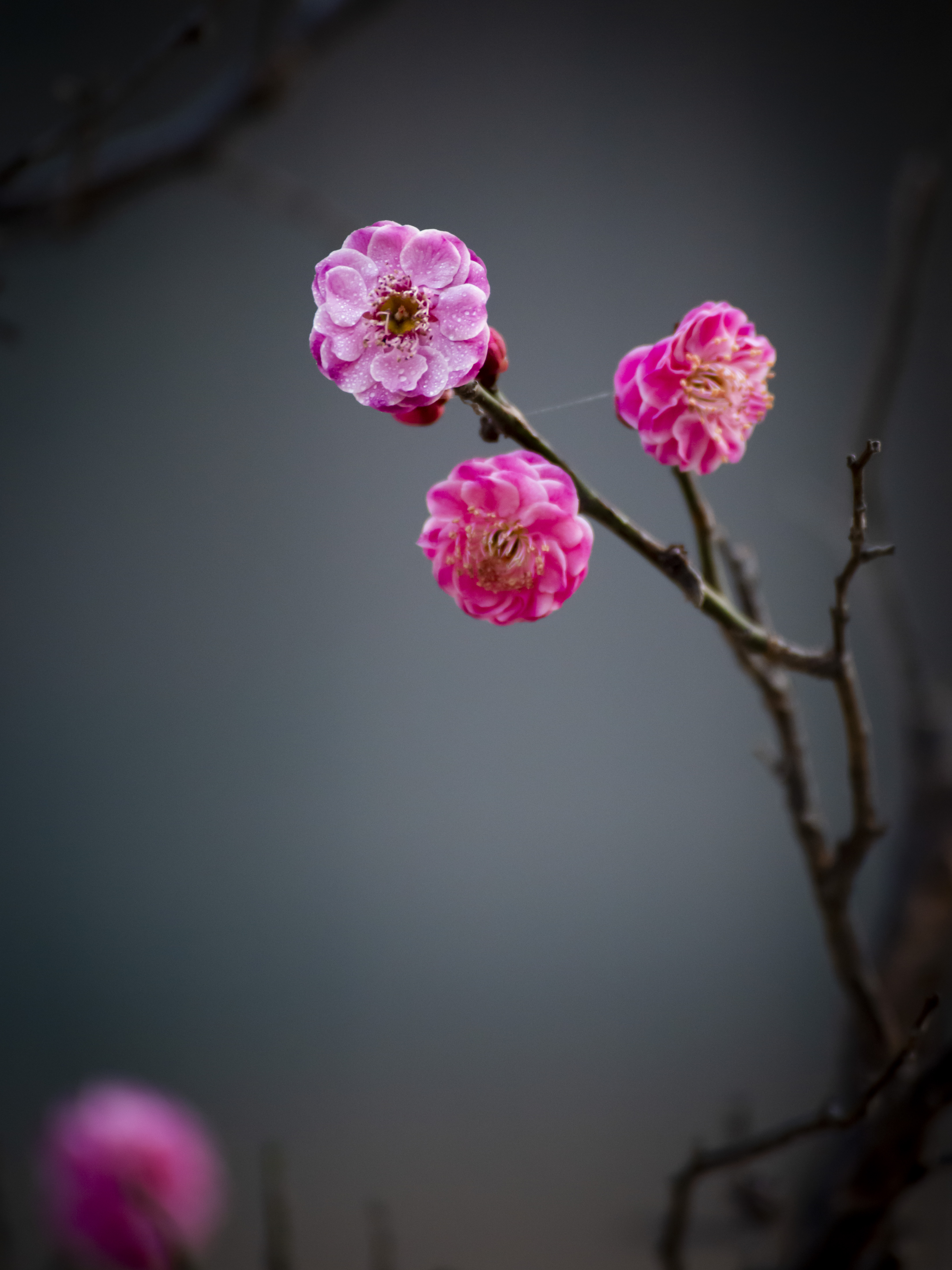 诗情画意红梅花二