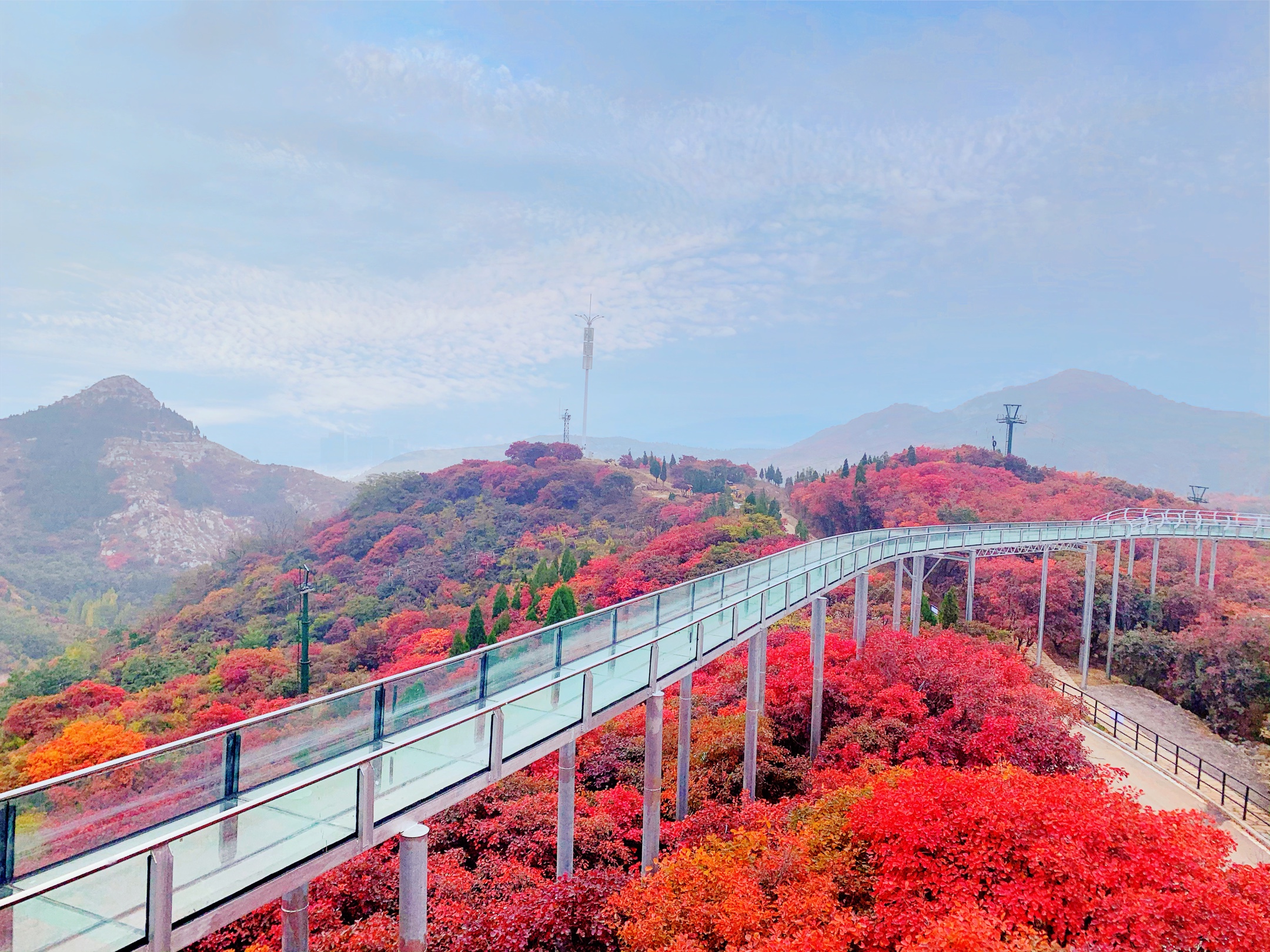 博山红叶柿岩